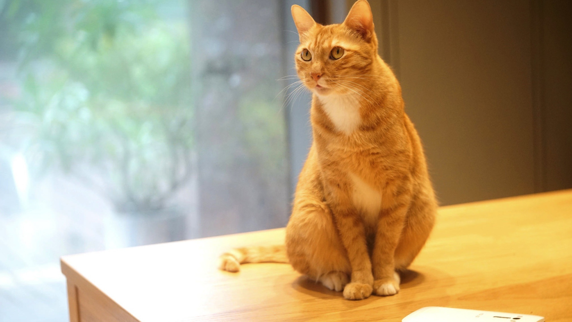 Рыжий кот сидит на столе с мобильным телефоном