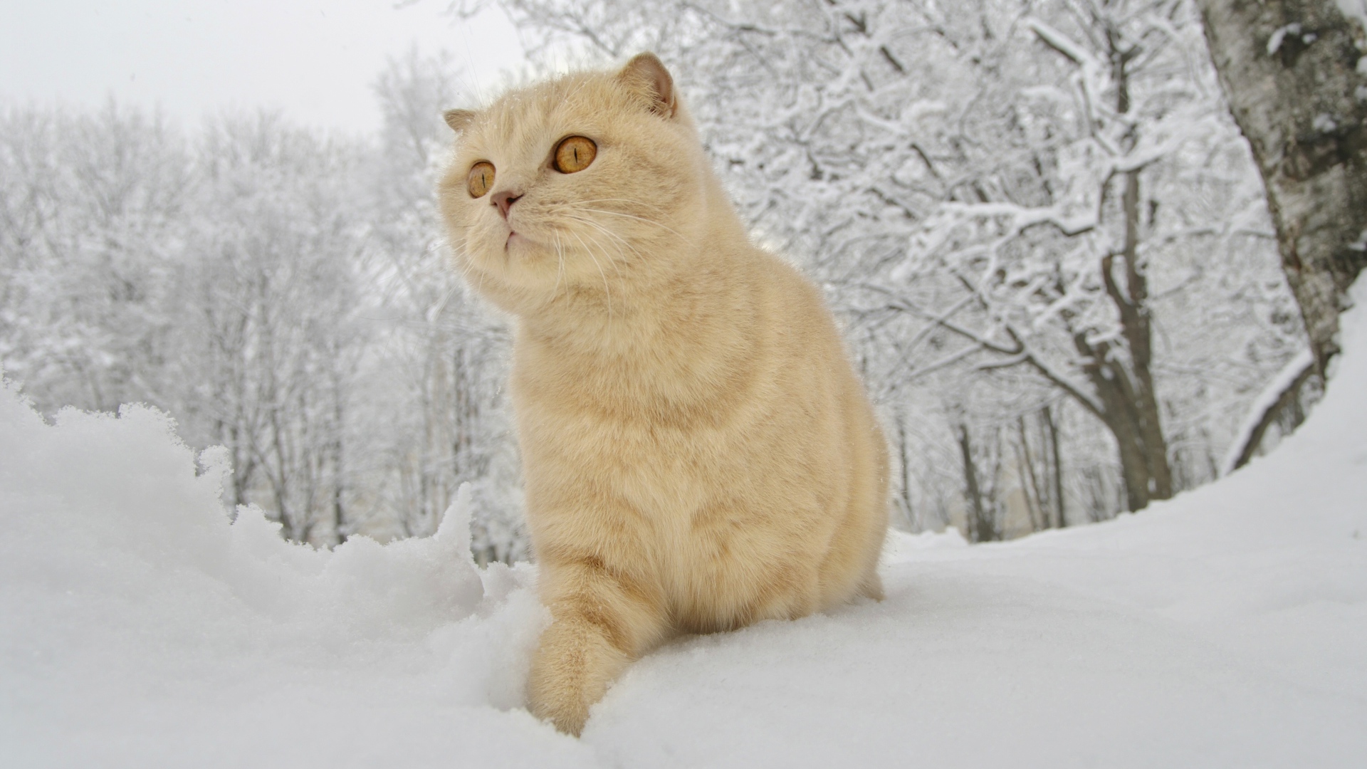 Шотландский вислоухий кот идет по белому снегу