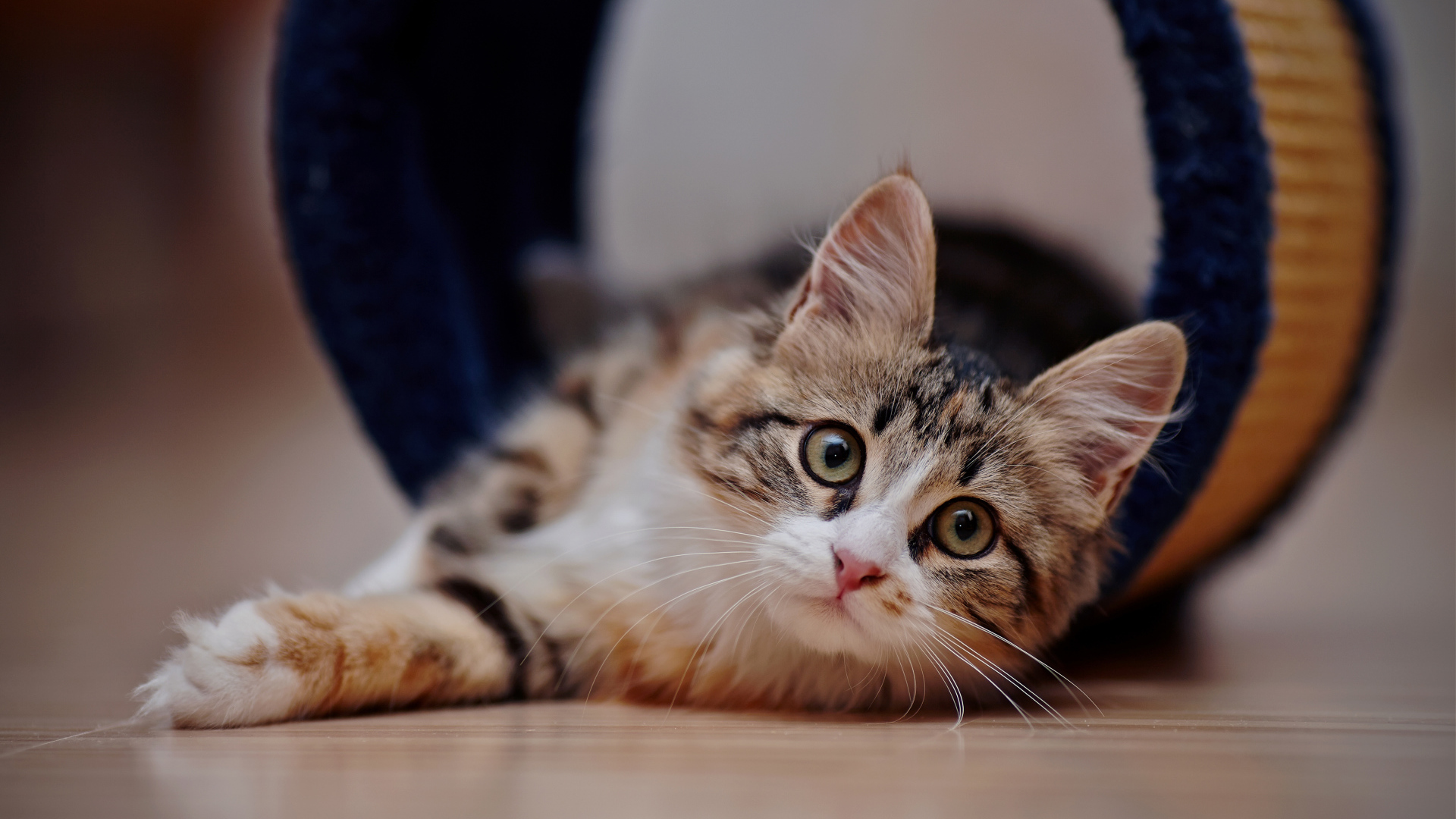 Взгляд любопытного серого кота