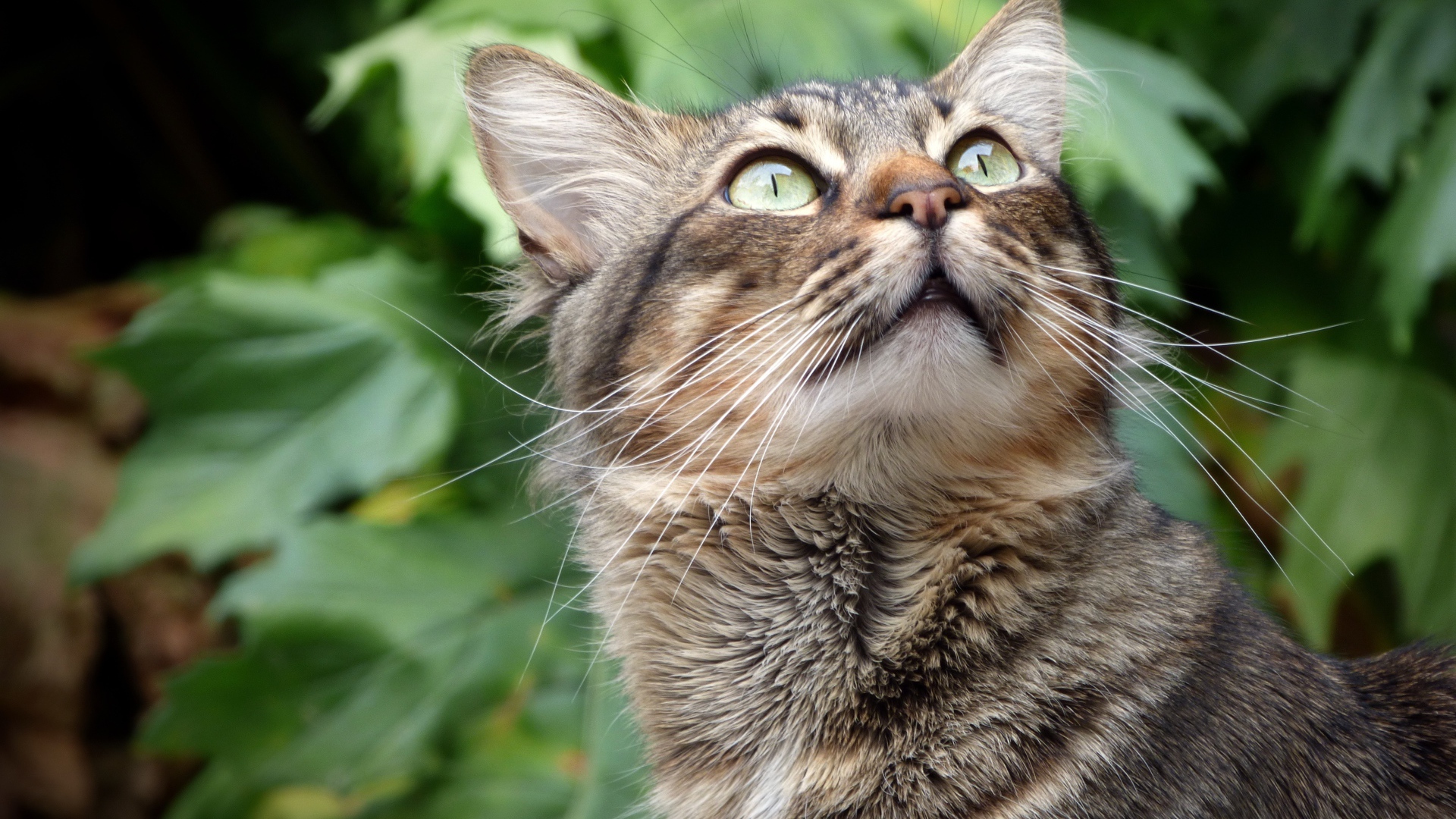 Взгляд серого зеленоглазого кота на фоне зеленых листьев