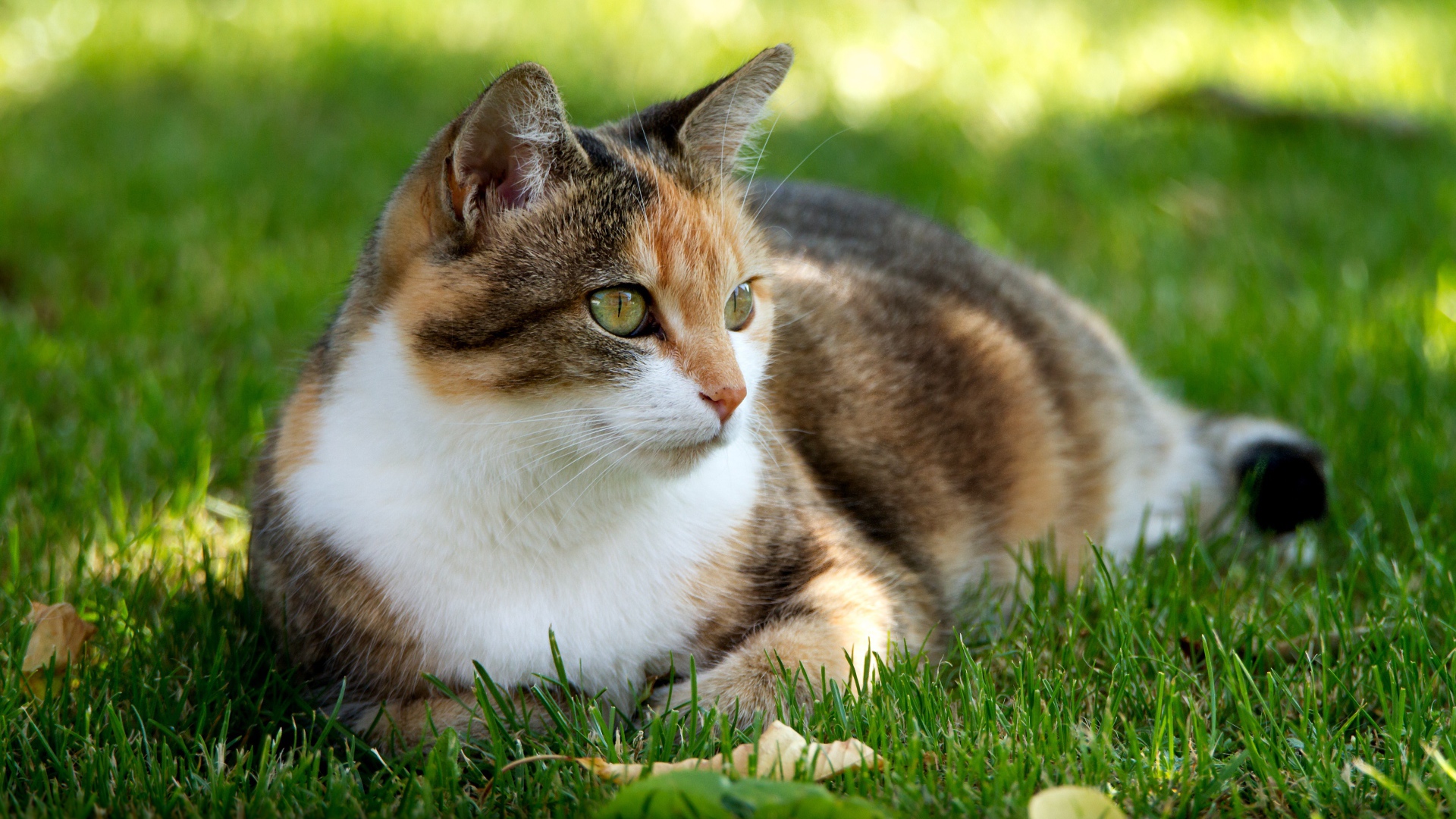 Трехцветная кошка лежит на зеленой траве