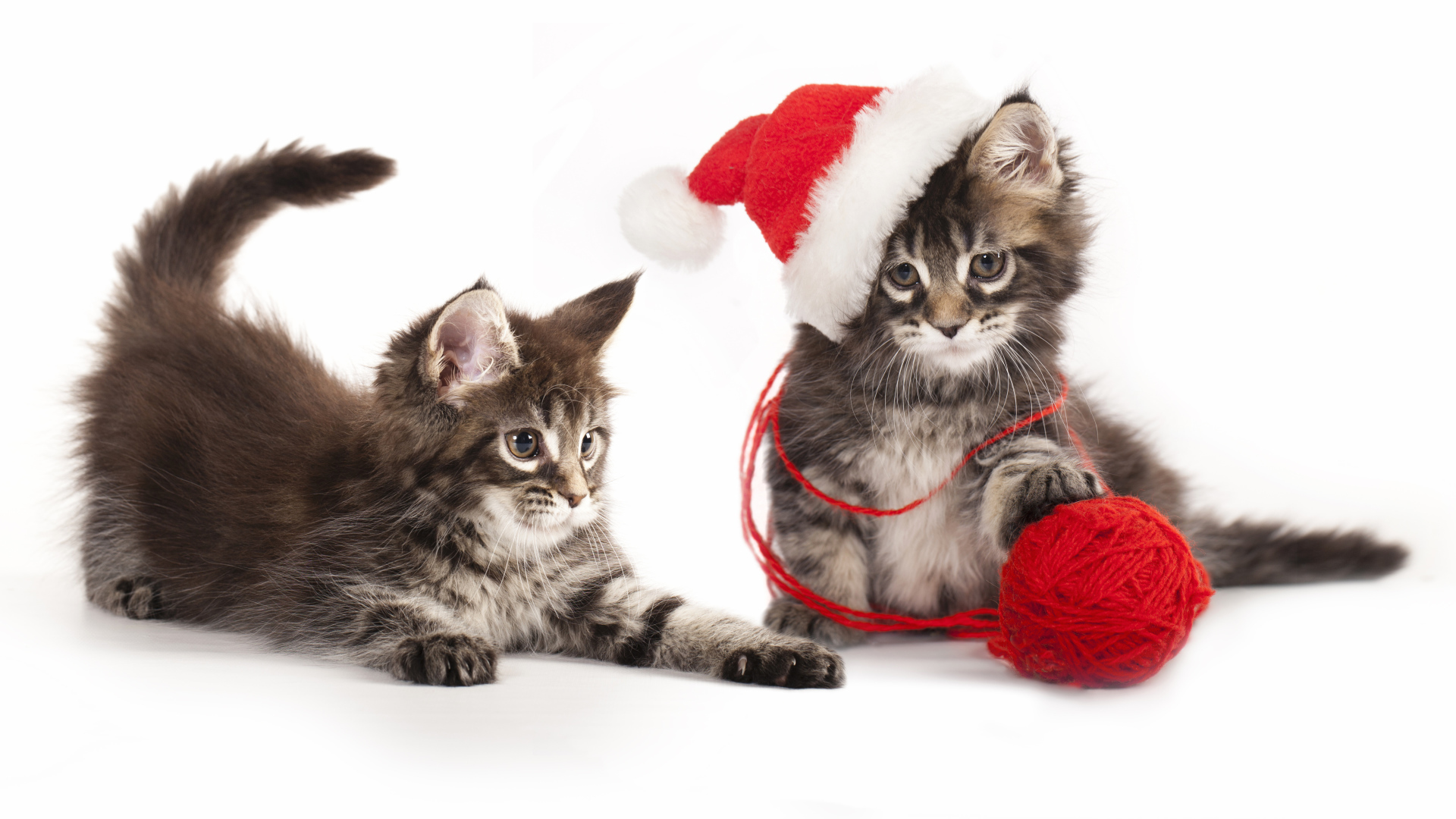 Два котенка породы мейн кун на новый год на белом фоне