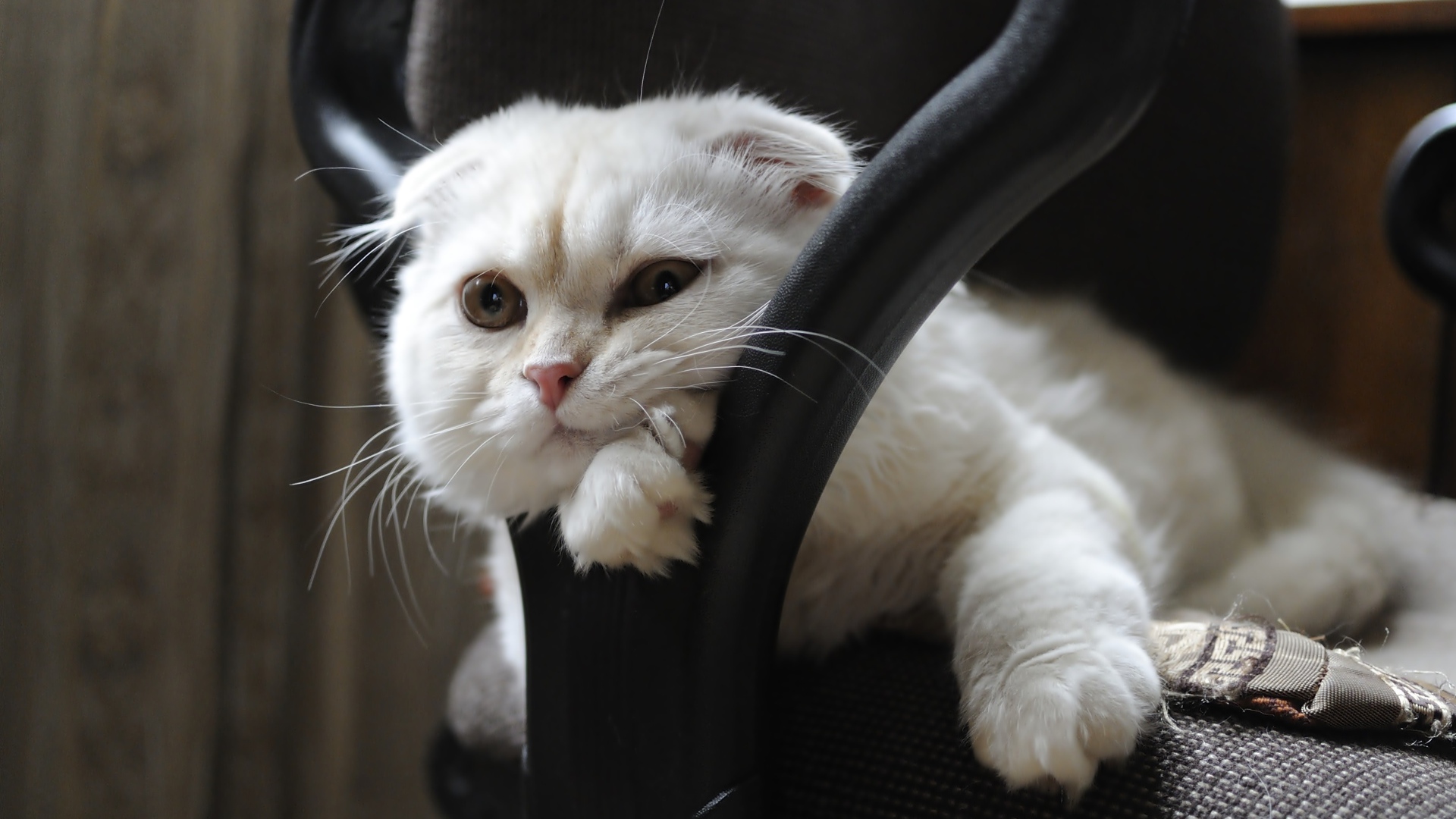 Белая шотландская вислоухая кошка лежит в кресле