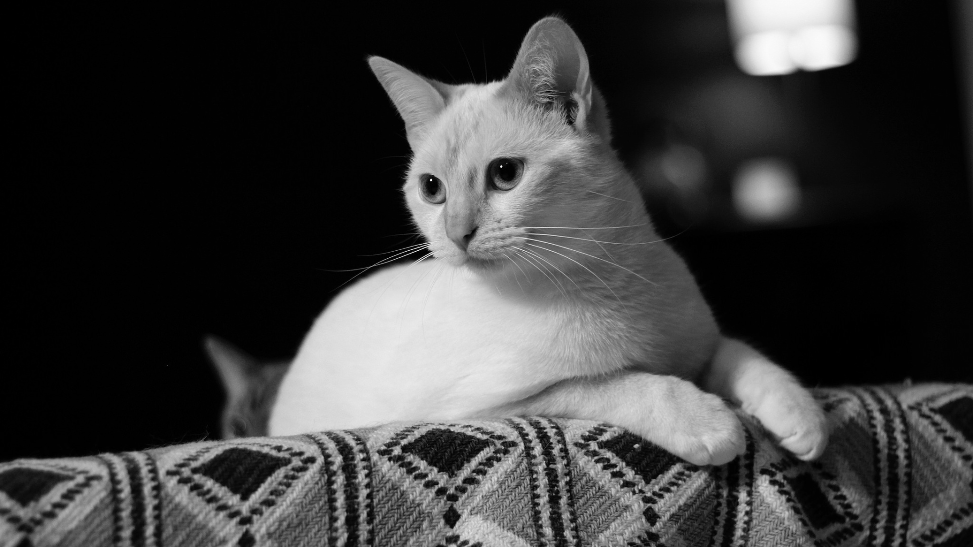 White cat lying on the couch black and white photo