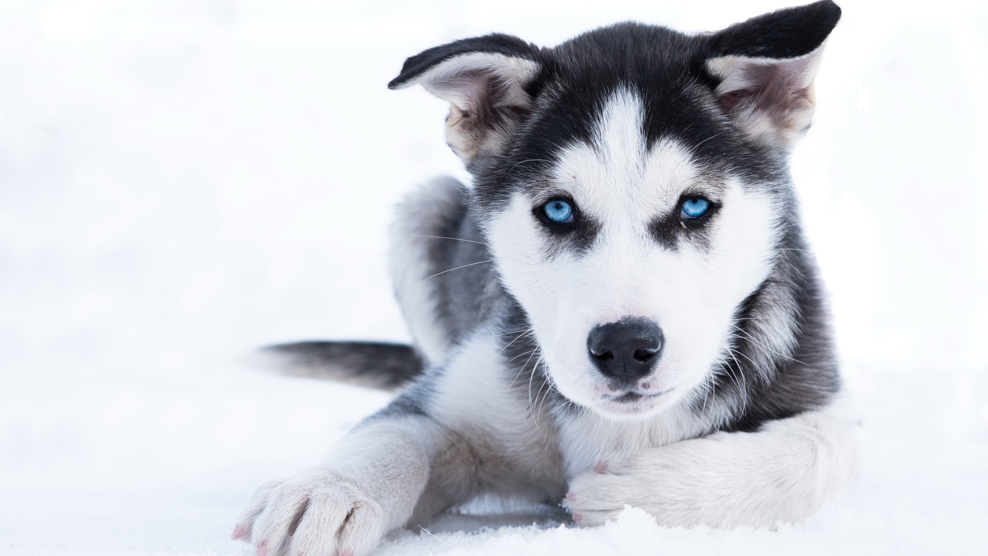 Голубоглазый щенок хаски лежит на снегу