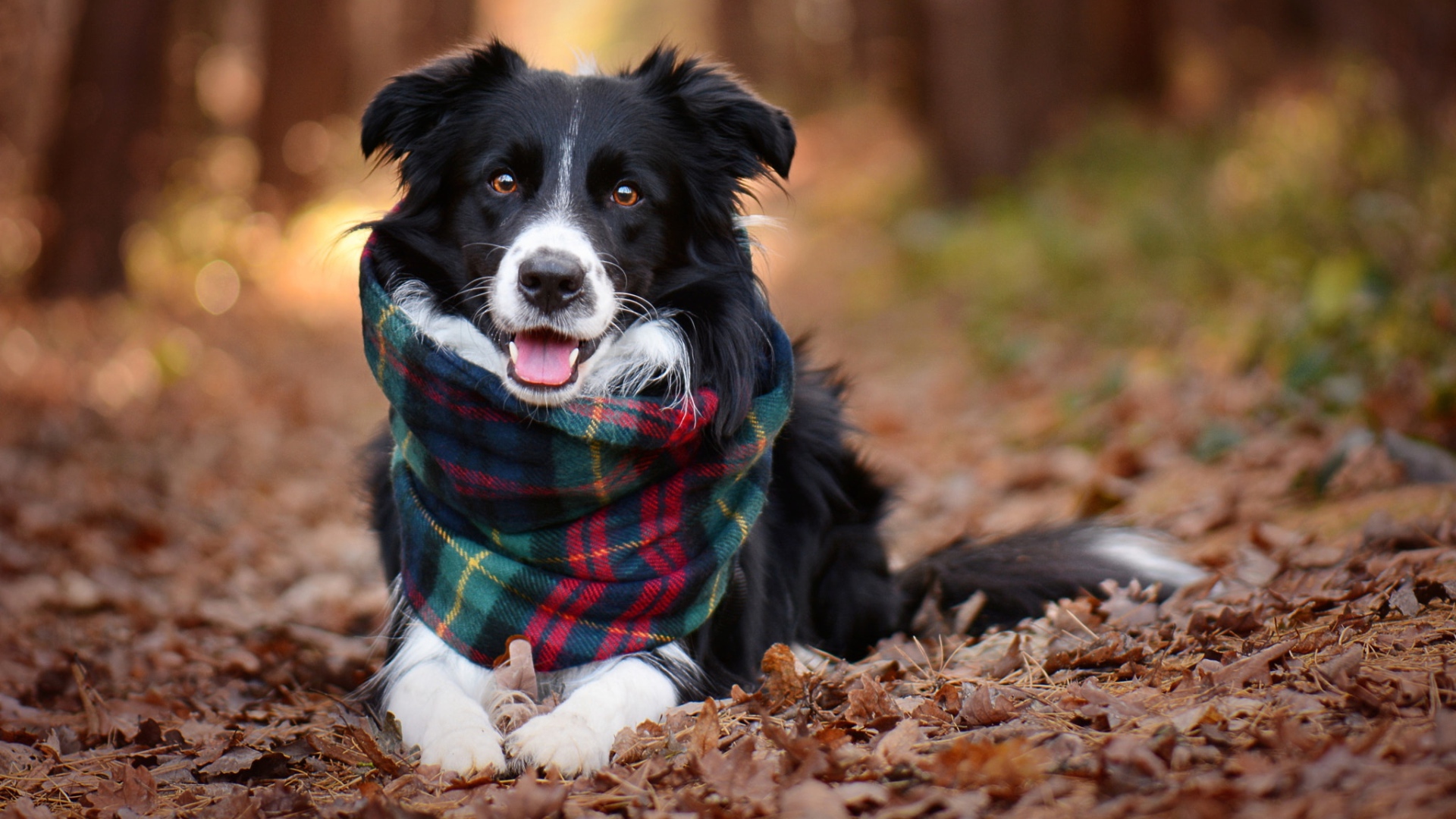 Собака породы бордер колли с шарфом лежит на сухой траве