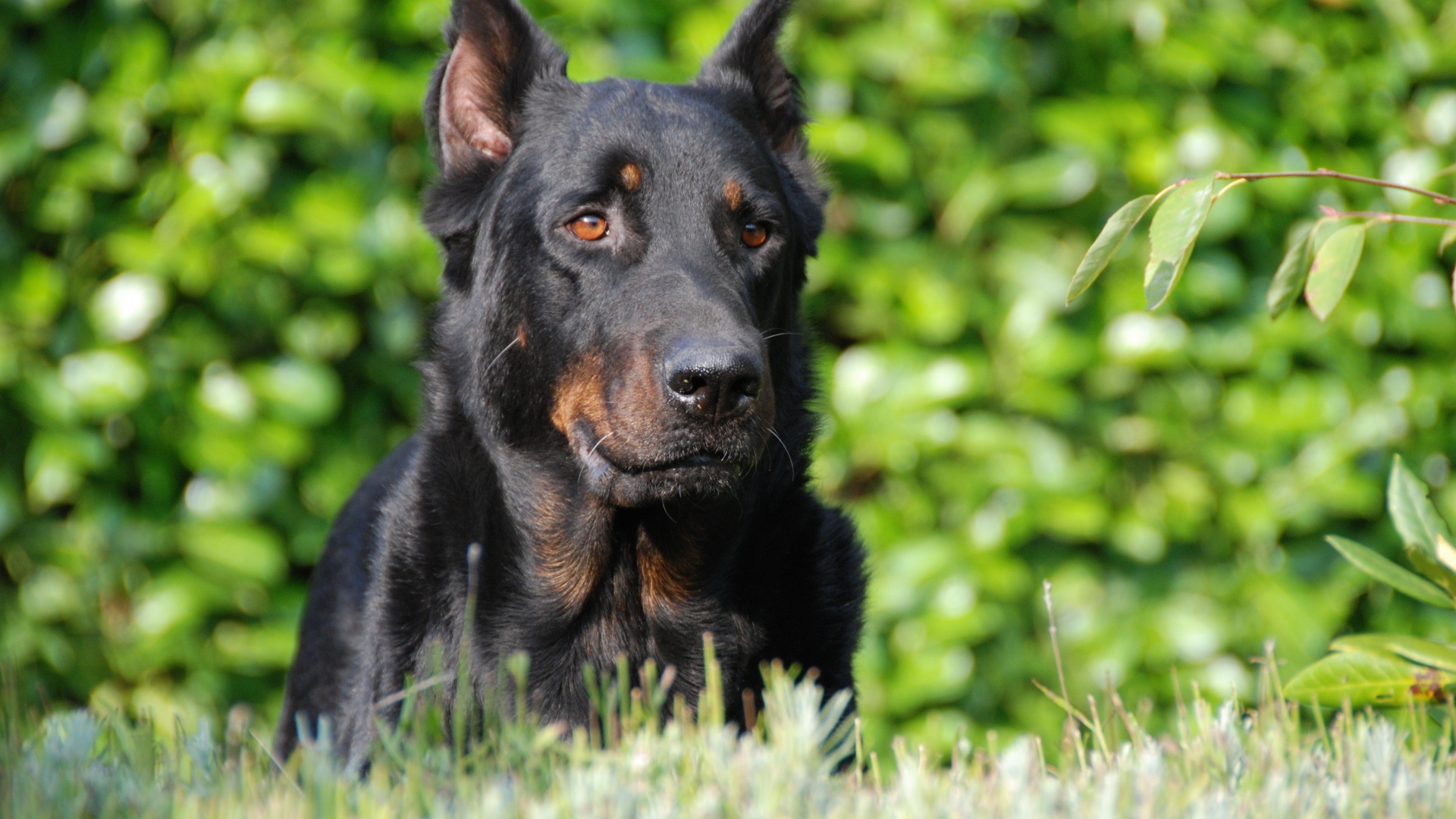 Собака породы босерон лежит на зеленой траве