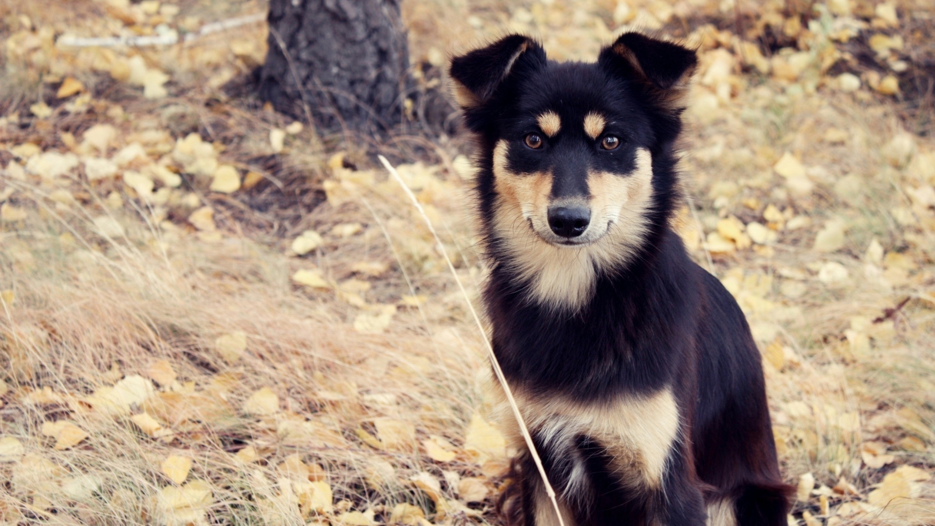 Собака сидит на сухой траве осенью