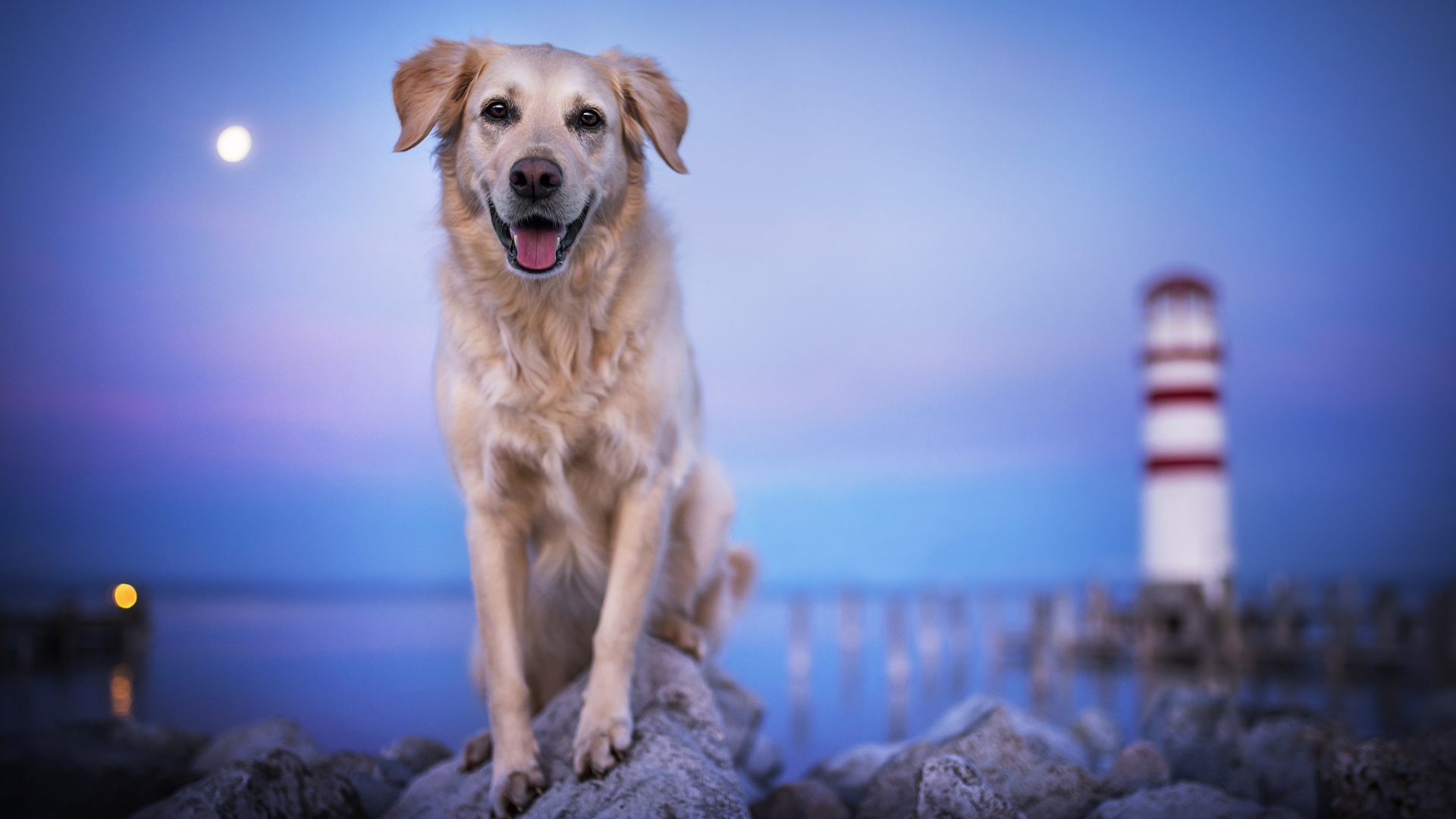 Золотистый ретривер с высунутым языком стоит на камне