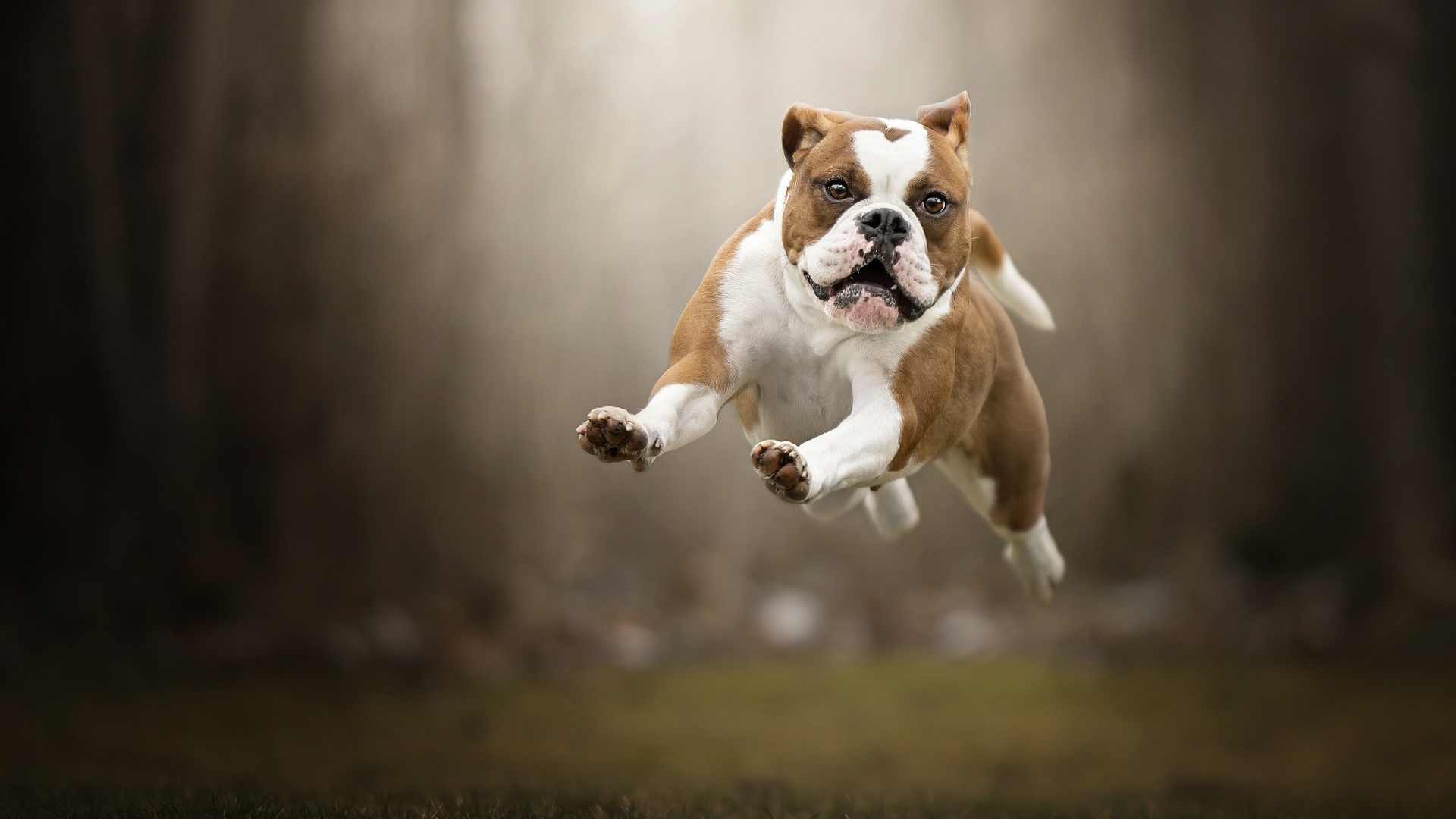 Довольный породистый пес бежит по траве