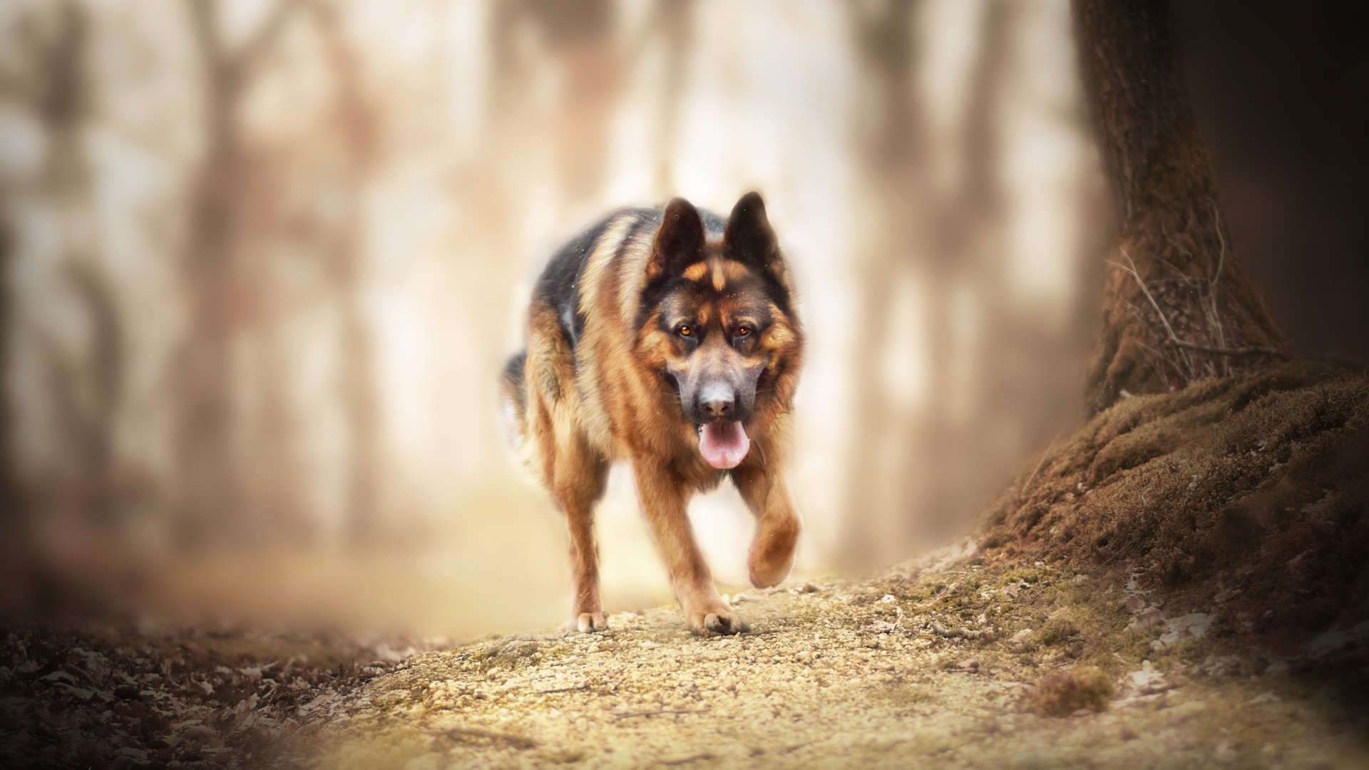 Большая немецкая овчарка бежит по лесной дороге 