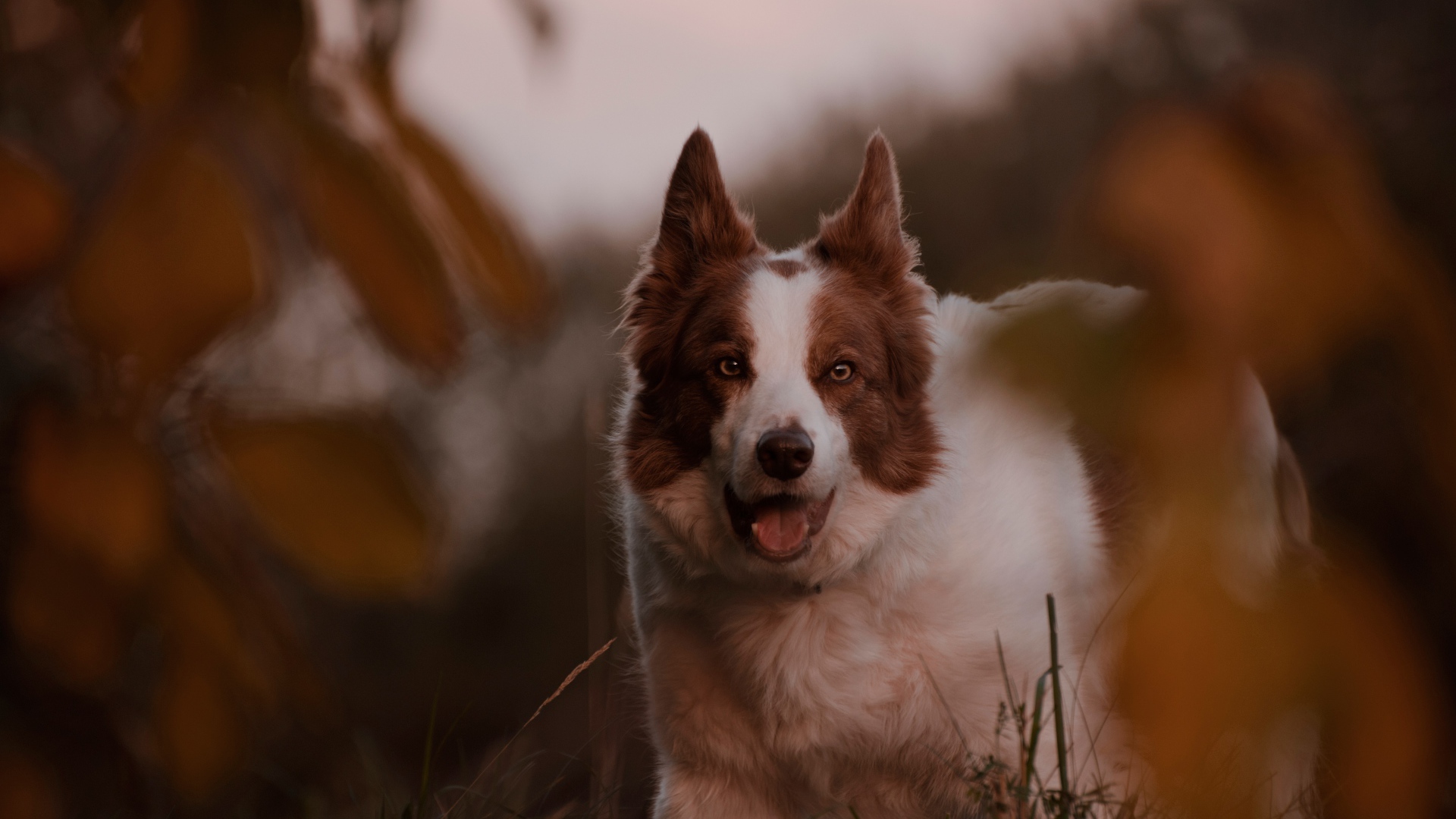 Породистая собака с открытой пастью