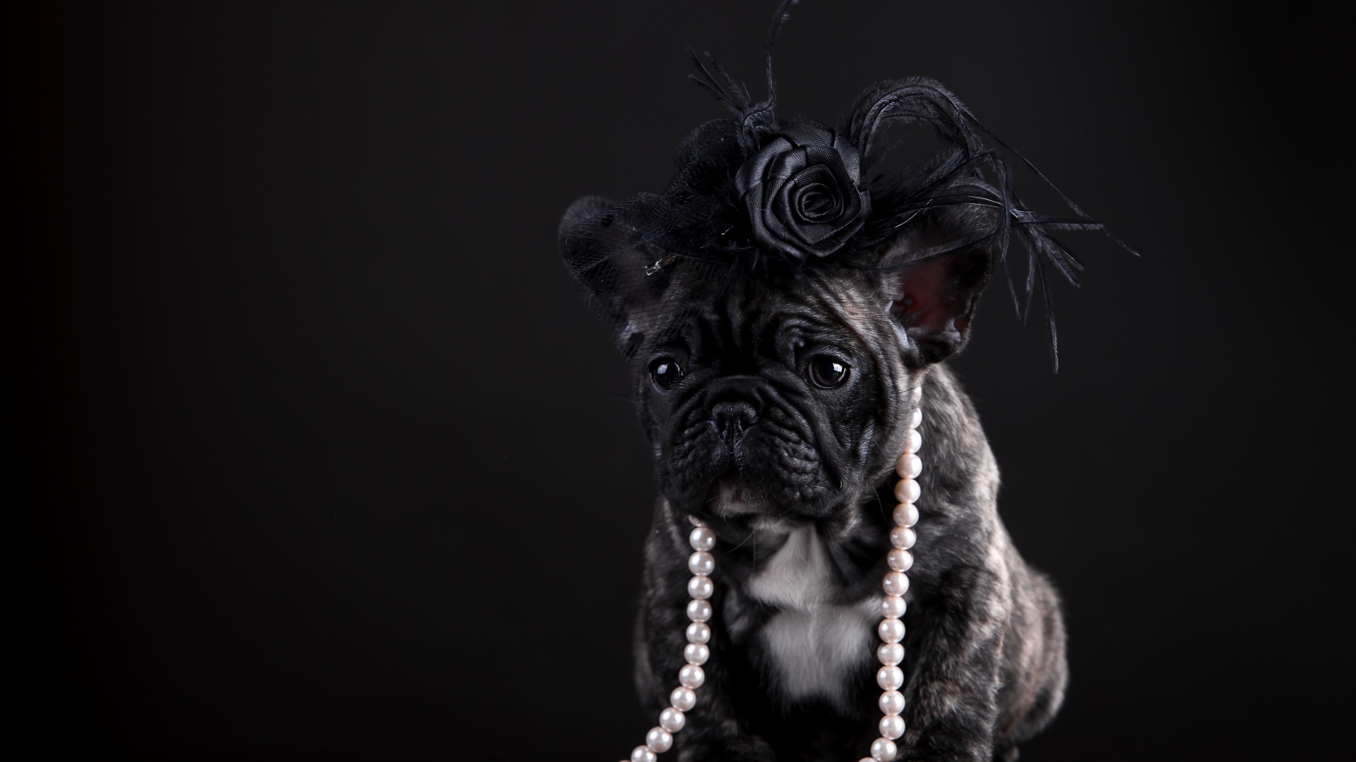 Щенок французского бульдога в бусах и шляпке