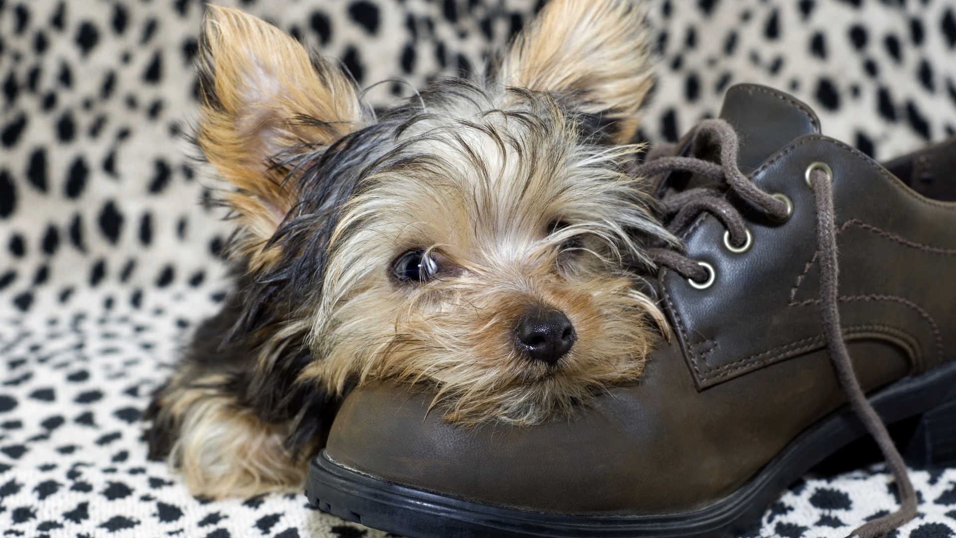 Щенок йоркширского терьера спит на кожаном ботинке