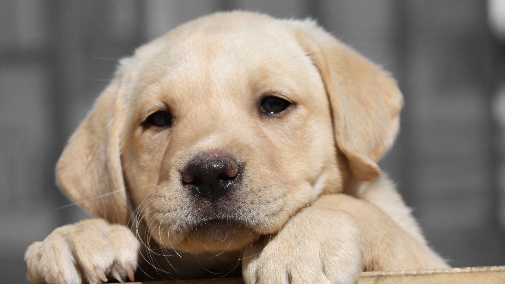 Грустный щенок золотистого ретривера с мокрым носом