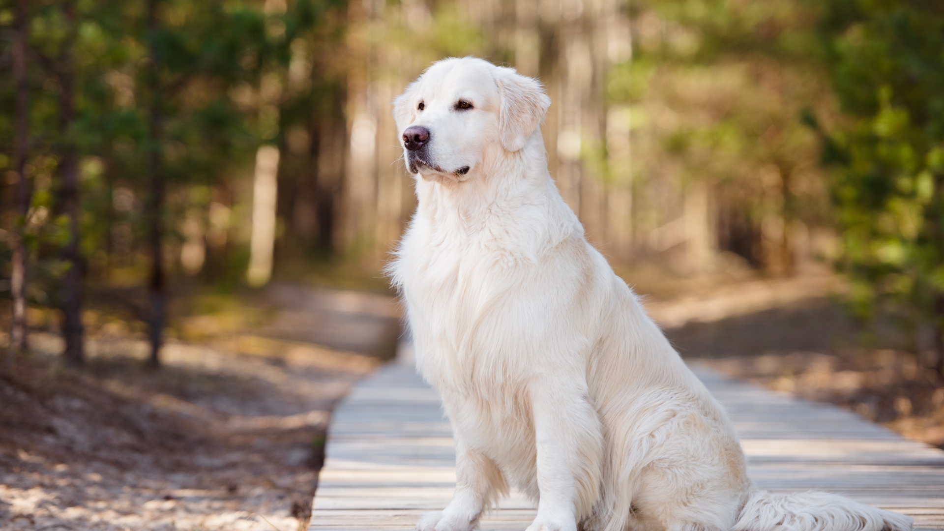 Серьезный золотистый ретривер сидит на деревянном мосту