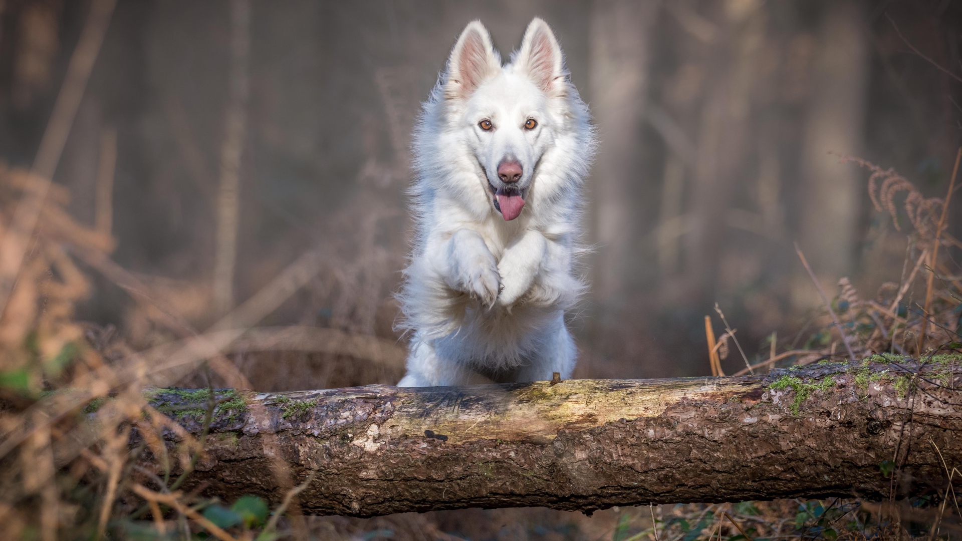 Белая овчарка перепрыгивает через упавшее дерево 