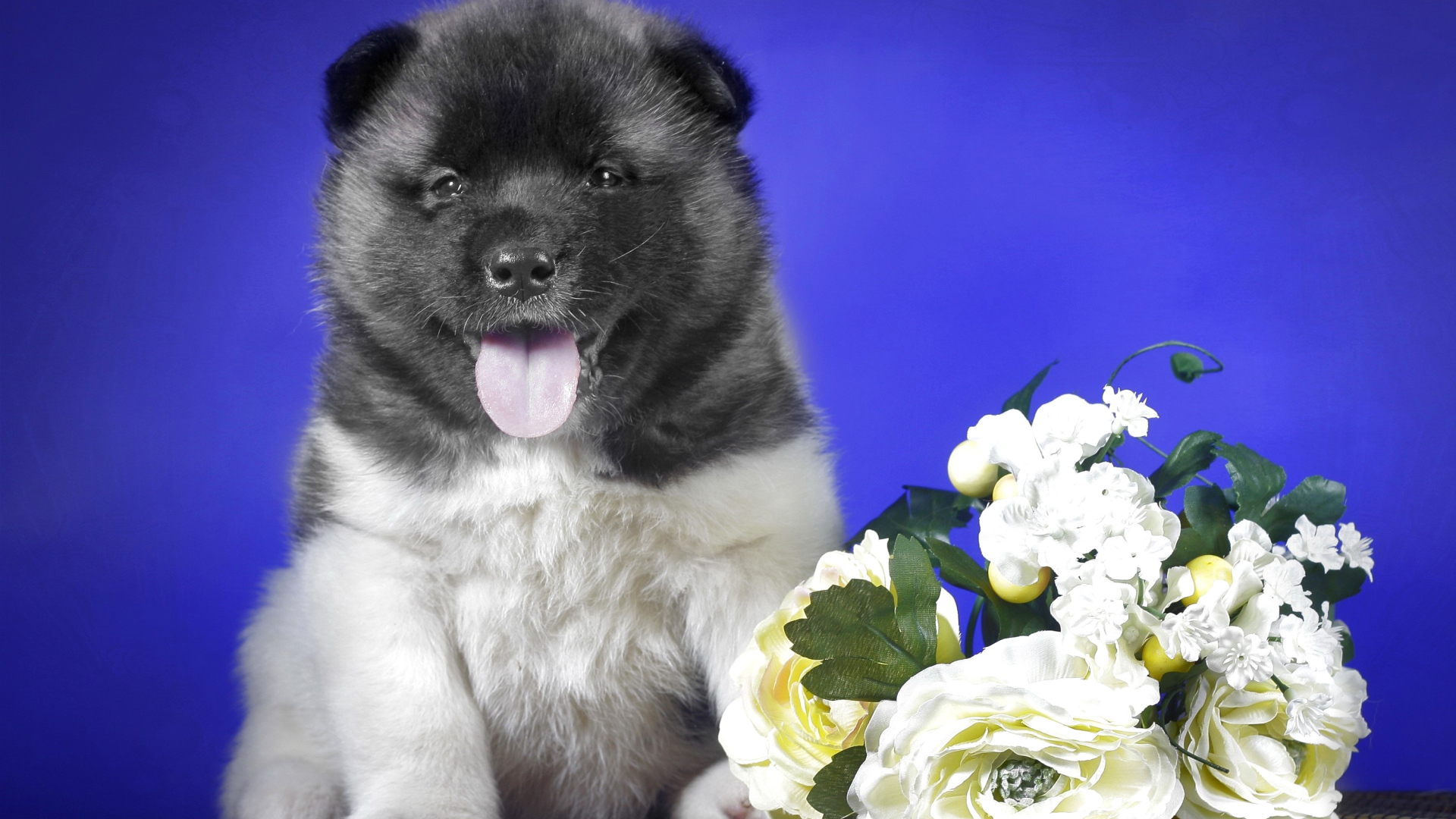 Щенок Акита-ину с высунутым языком на синем фоне с букетом цветов