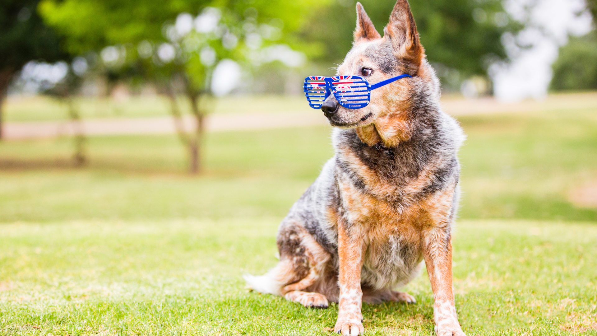 Австралийская пастушья собака  в очках на зеленой траве