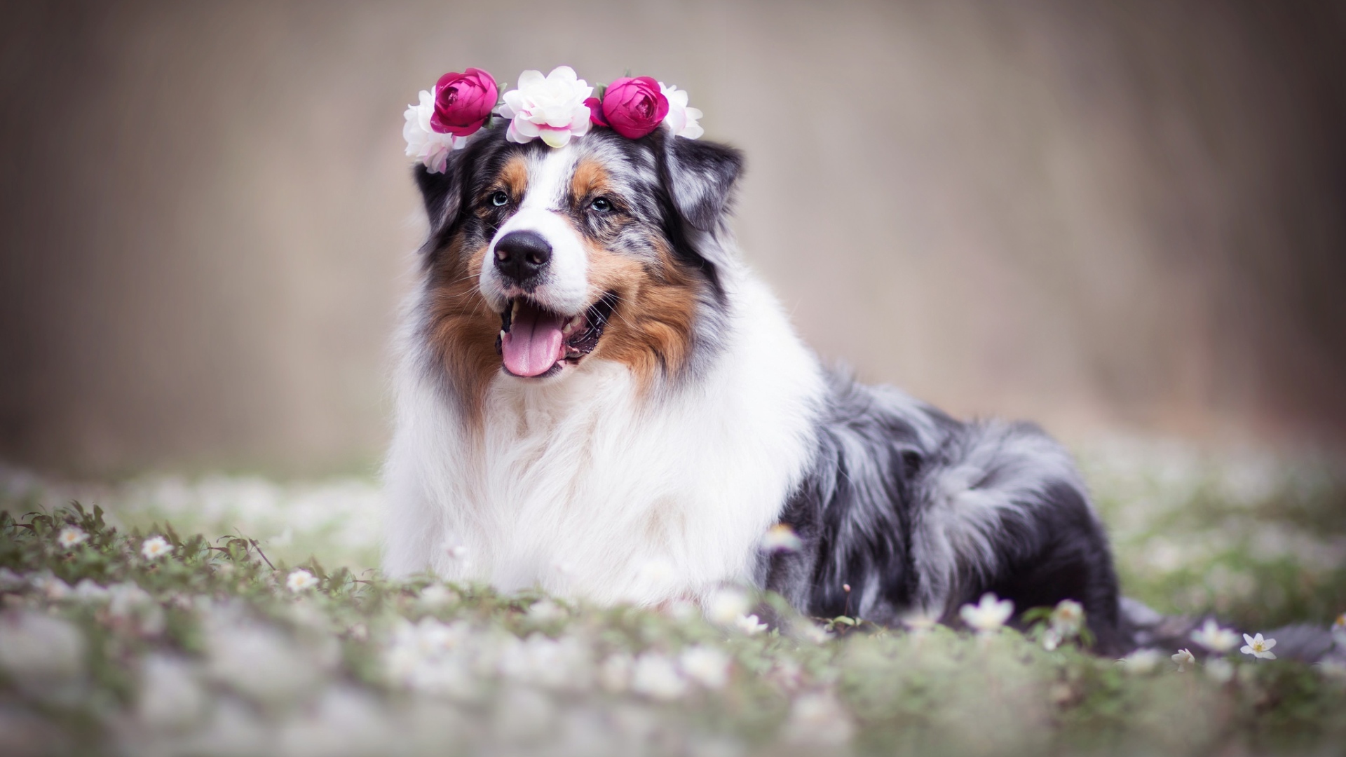Австралийская овчарка с венком на голове 