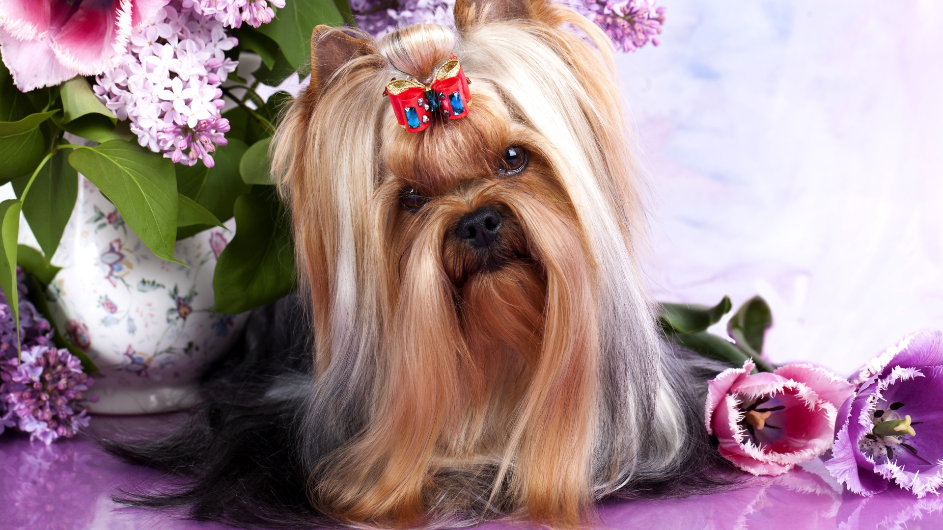 Австралийский шелковистый терьер с цветами сирени и тюльпанами
