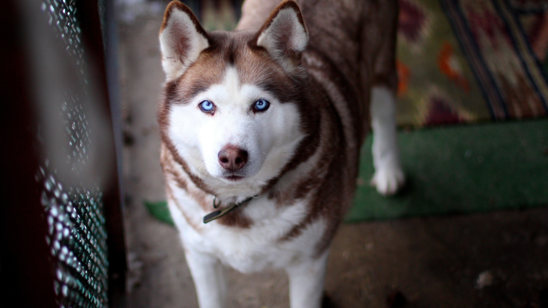 Красивый голубоглазый хаски