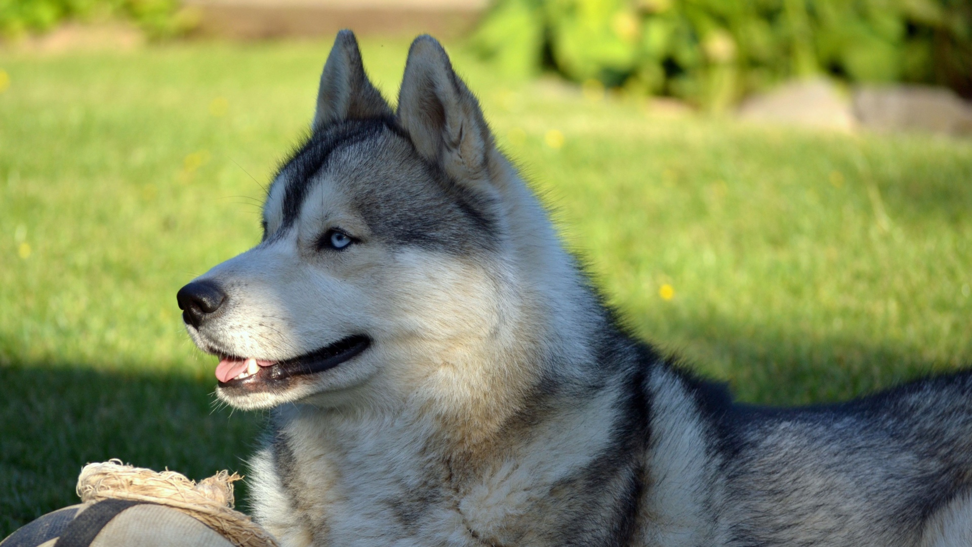 Красивый голубоглазый хаски лежит на зеленой траве
