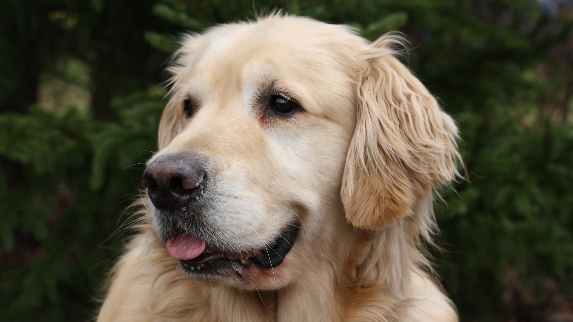 Красивый золотистый ретривер с высунутым языком