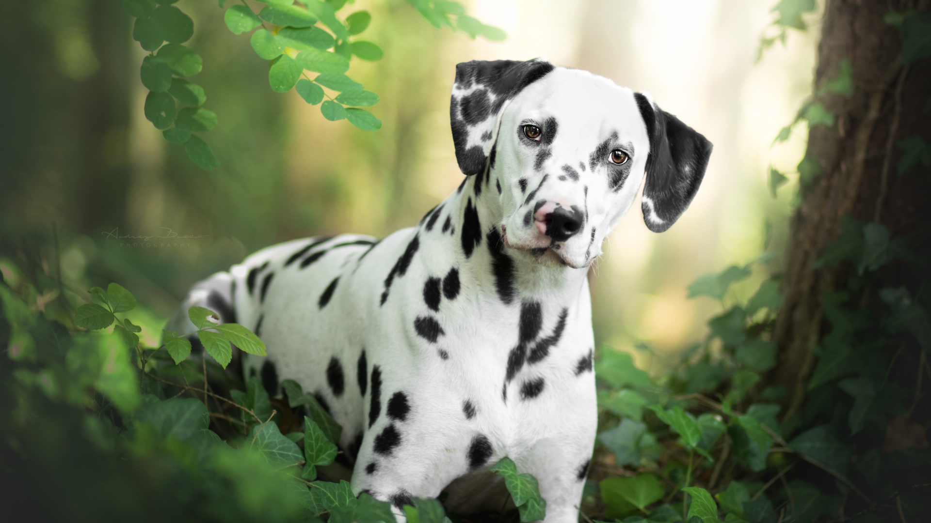 Beautiful spotted dalmatian in green leaves