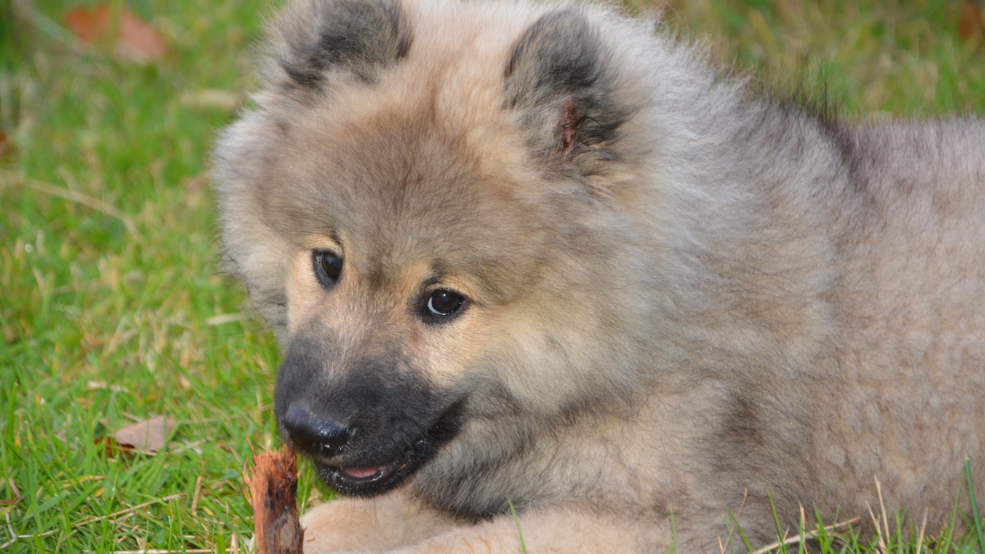 Большой пушистый щенок грызет палку на зеленой траве