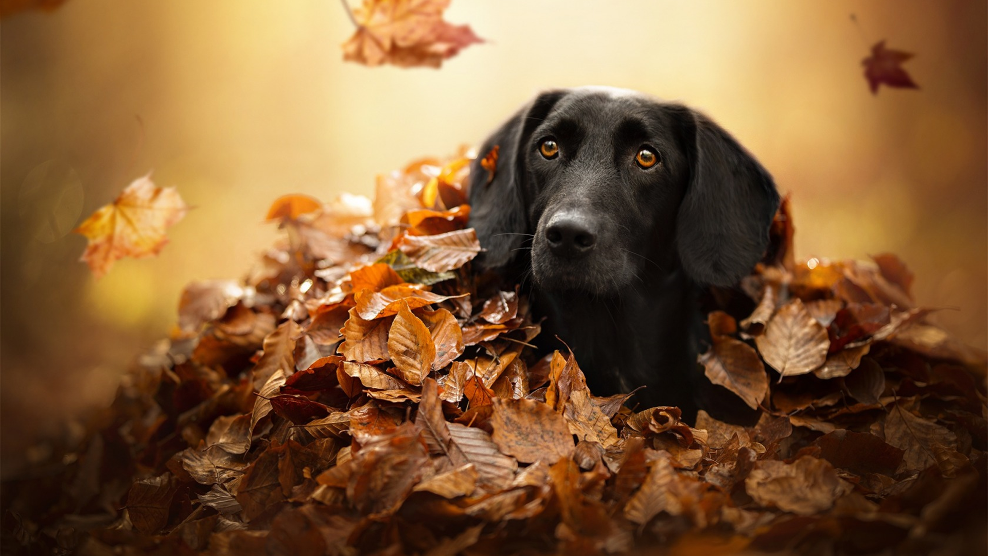 Черный лабрадор сидит в сухой опавшей листве