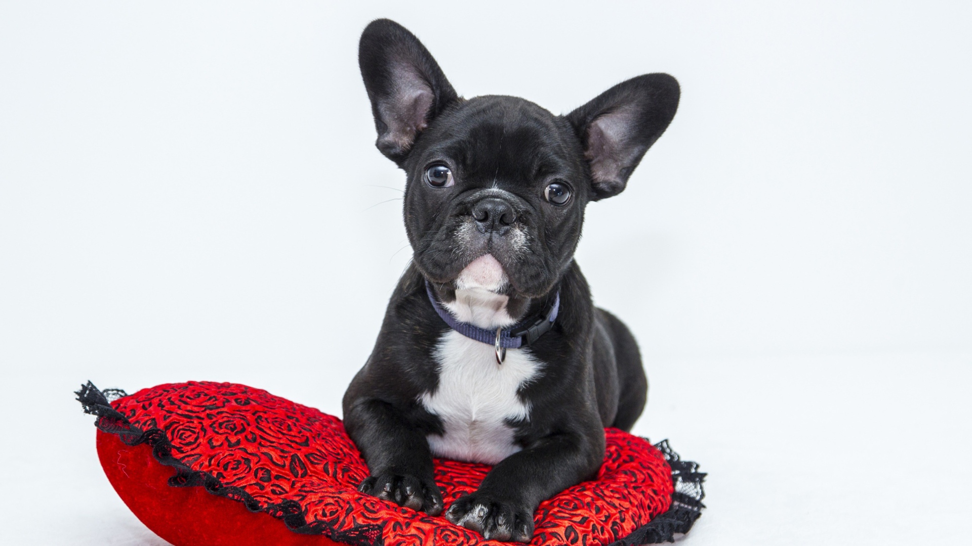 Черный щенок французского бульдога лежит на красной подушке в форме сердца 
