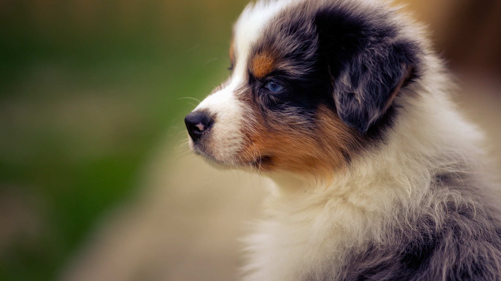 Голубоглазый щенок австралийской овчарки