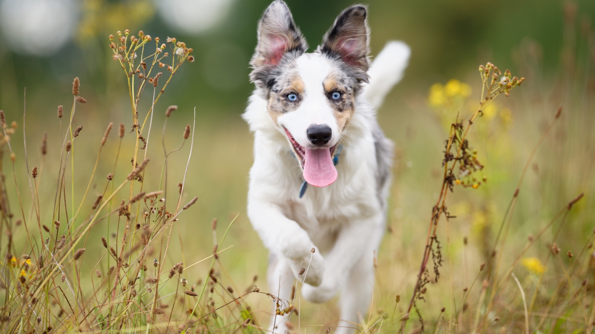 Голубоглазая собака породы бордер колли с высунутым языком бежит по траве