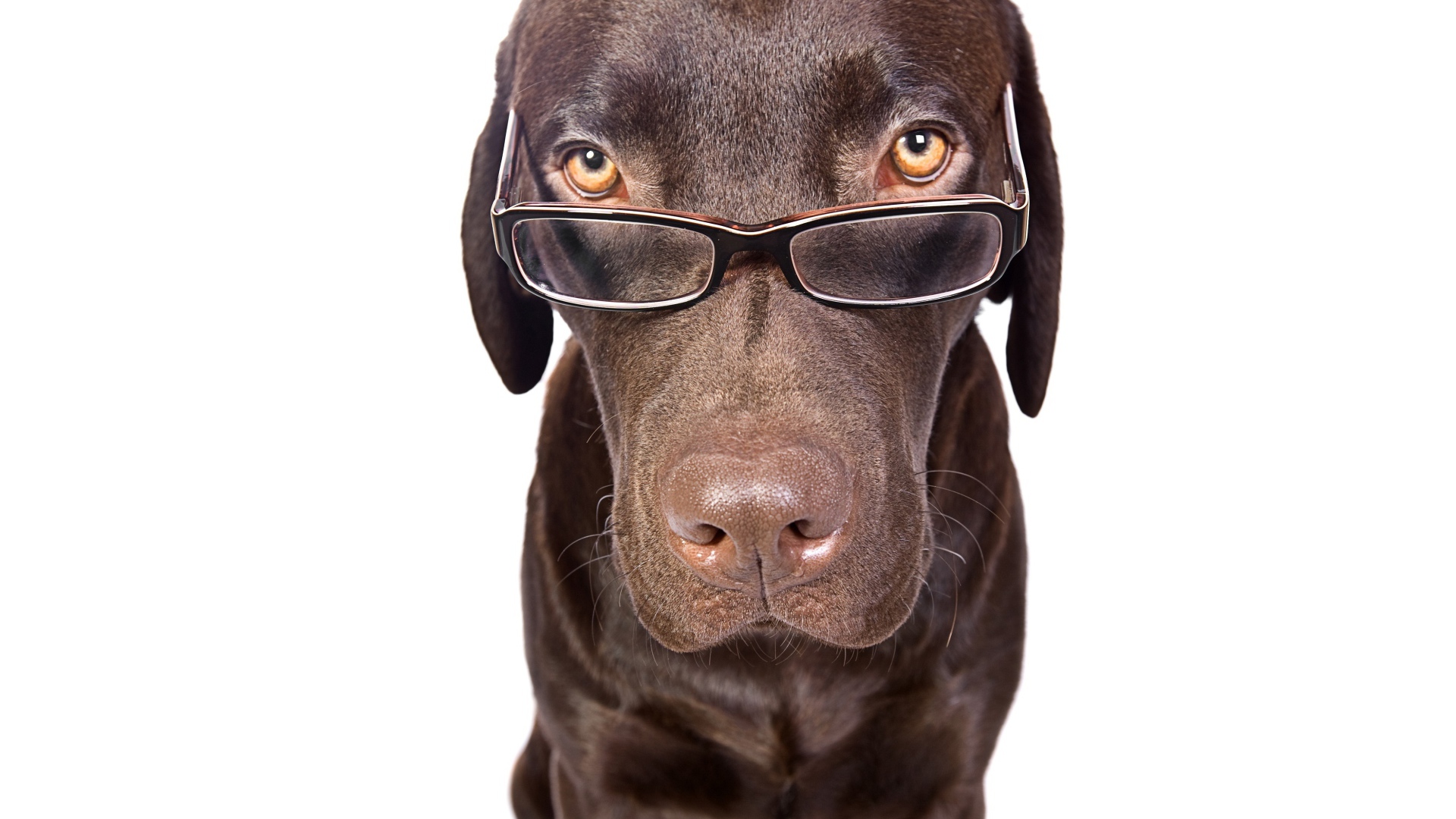 Коричневый лабрадор в очках на белом фоне