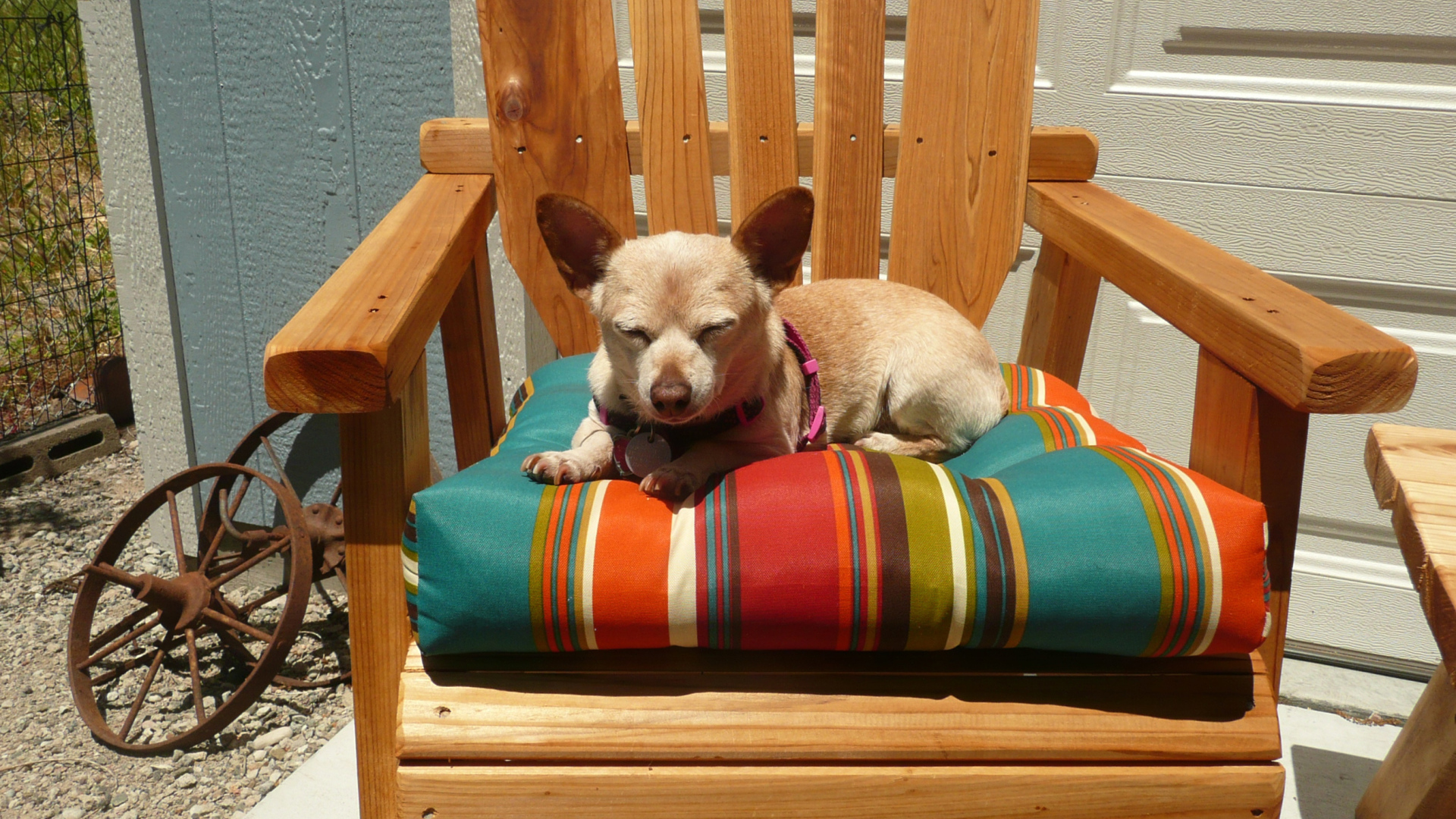 Chihuahua asleep in a chair
