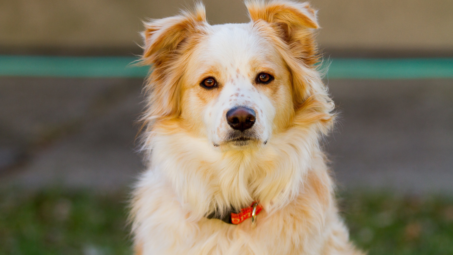 Умная собака с ошейником