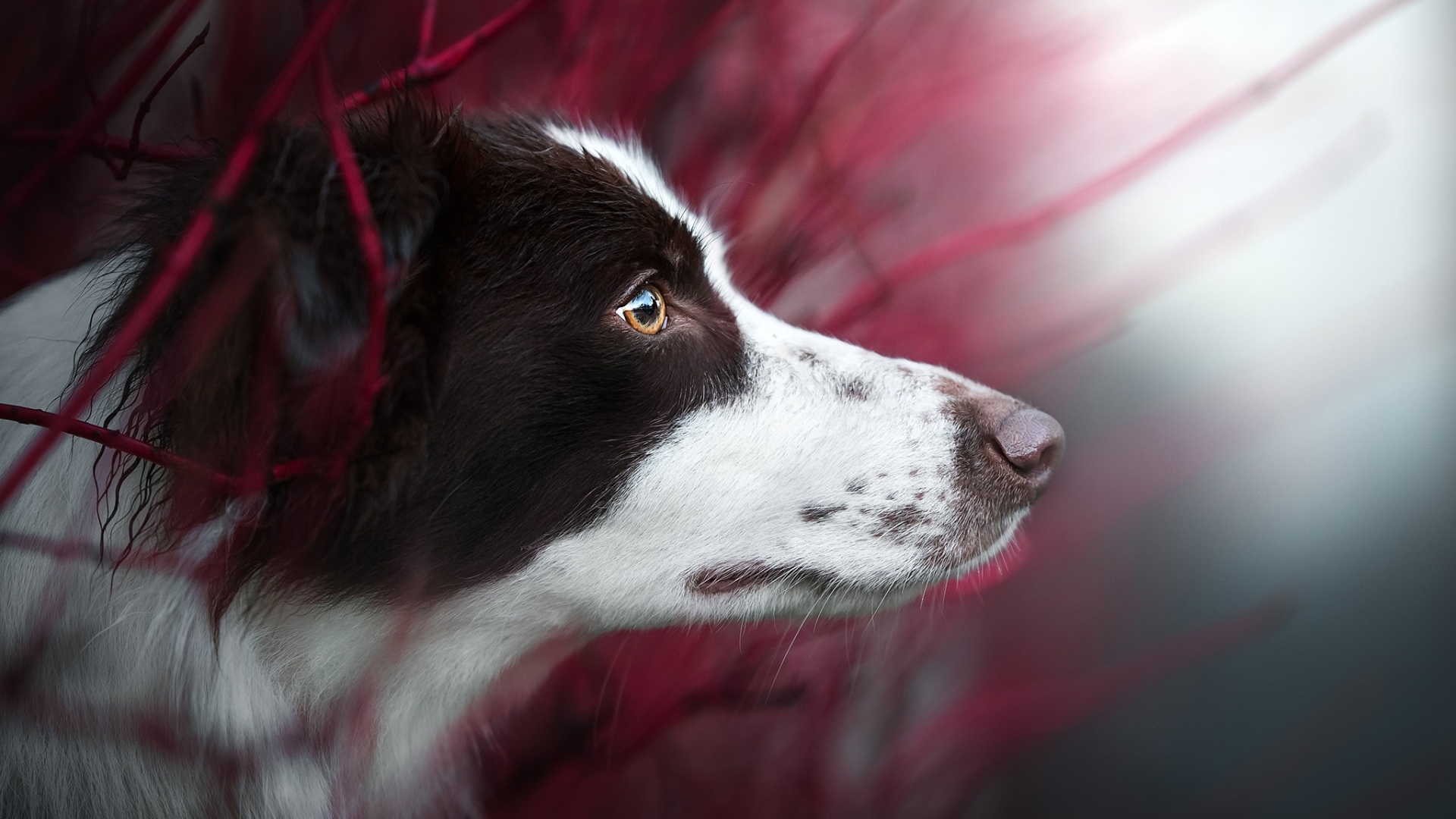 Любопытный взгляд  собаки породы бордер колли