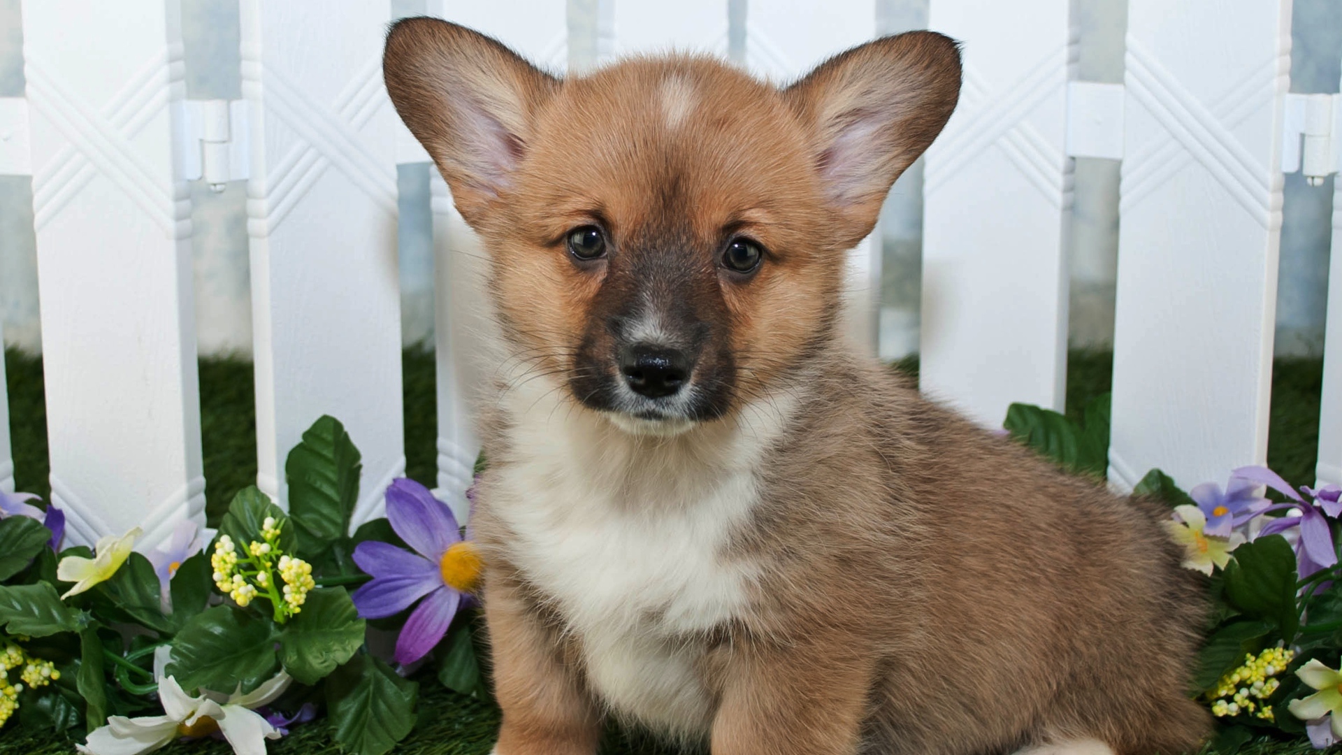 Милый маленький щенок вельш корги сидит на траве