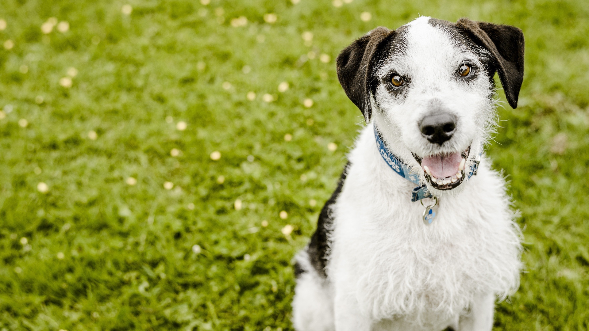 Пес с высунутым языком сидит на зеленой траве