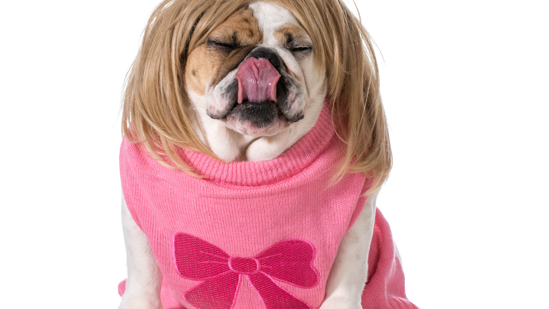 Английский бульдог в парике на белом фоне