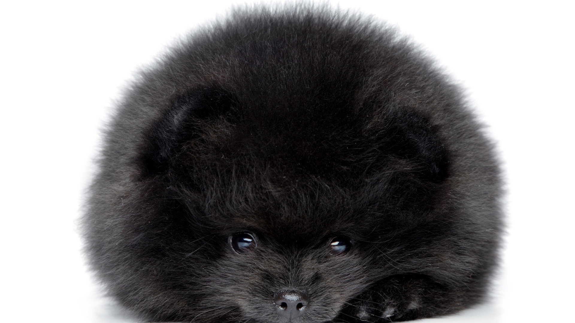Пушистый черный померанский шпиц на белом фоне