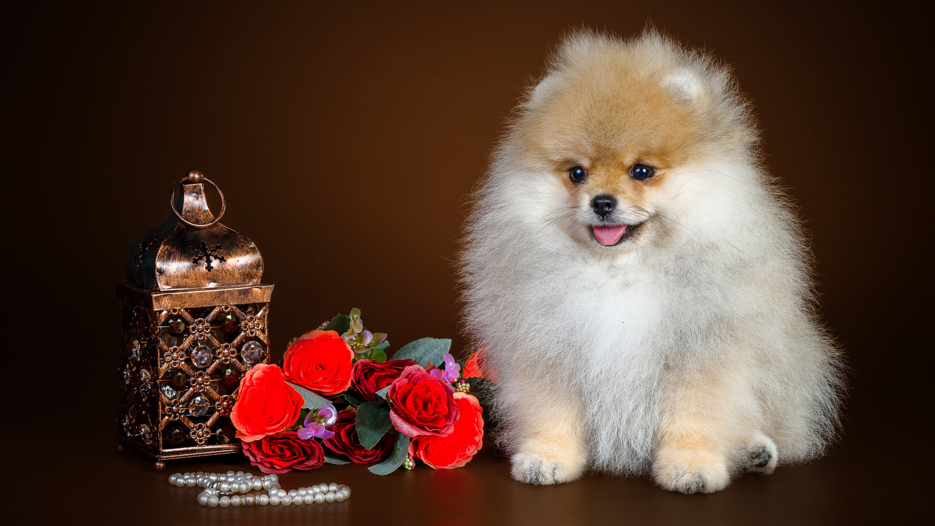 Fluffy pomeranian with a bouquet of flowers and a box