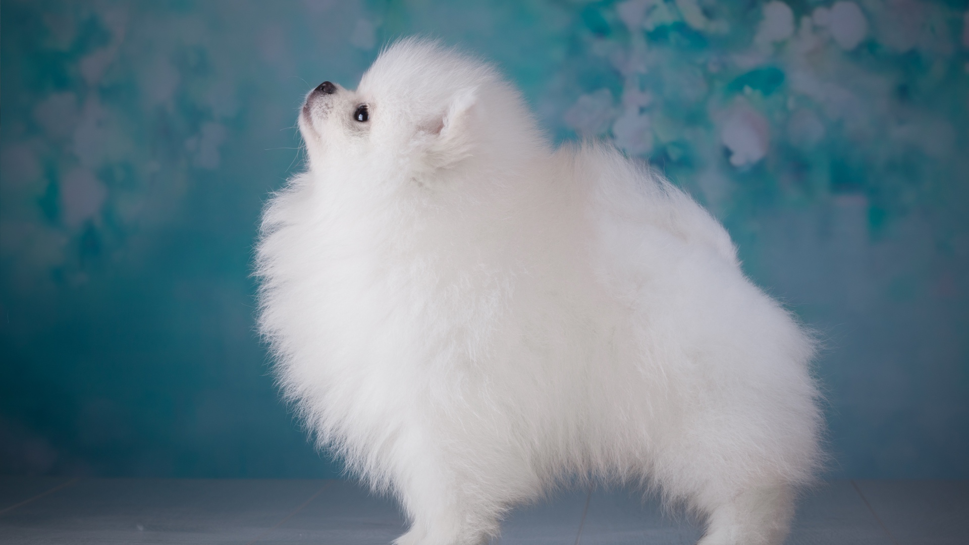 Пушистый белый шпиц боком