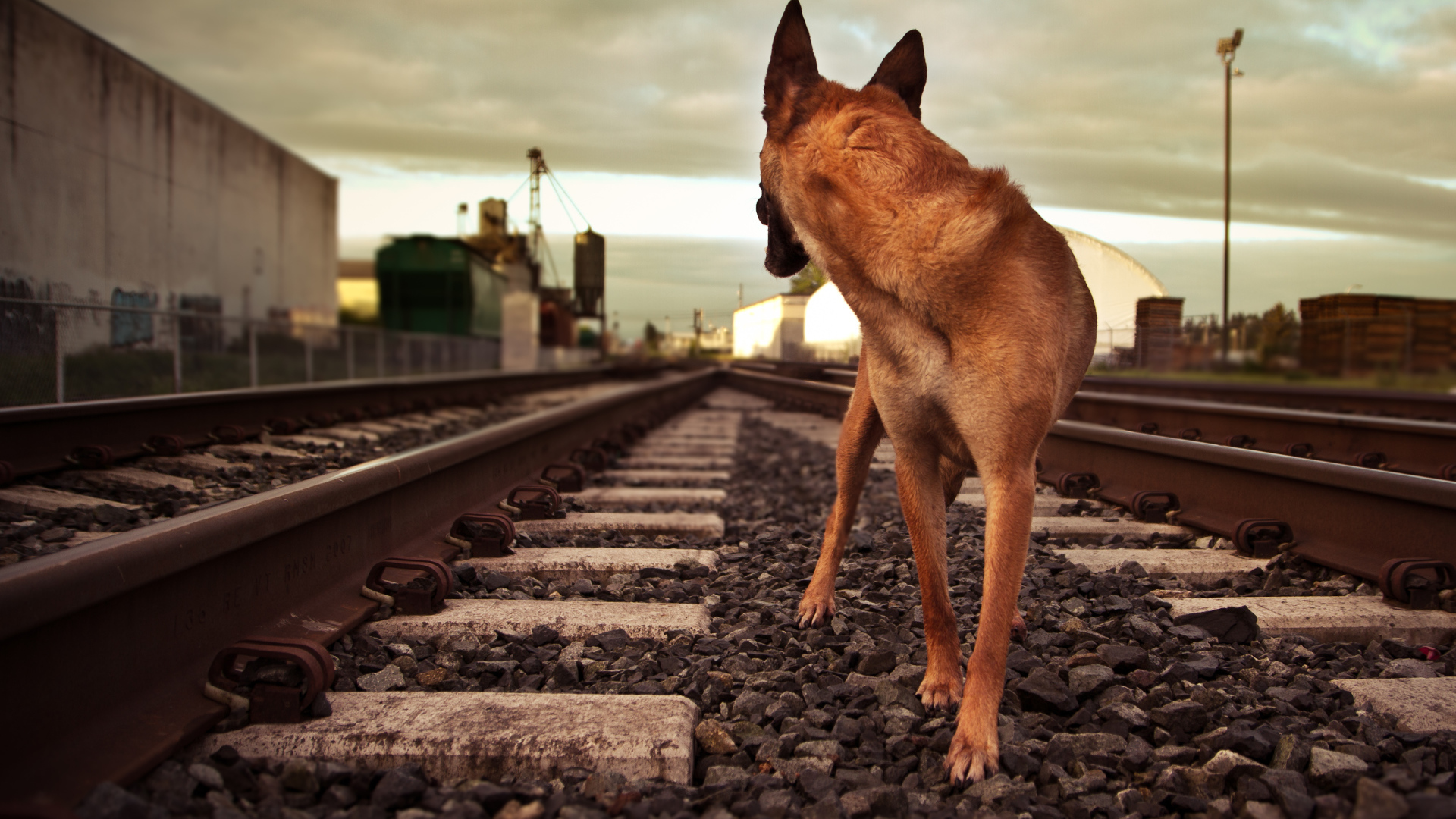 Немецкая овчарка бежит по железной дороге