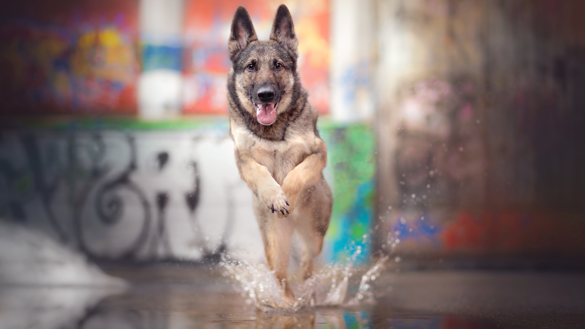 Немецкая овчарка с высунутым языком бежит по воде 