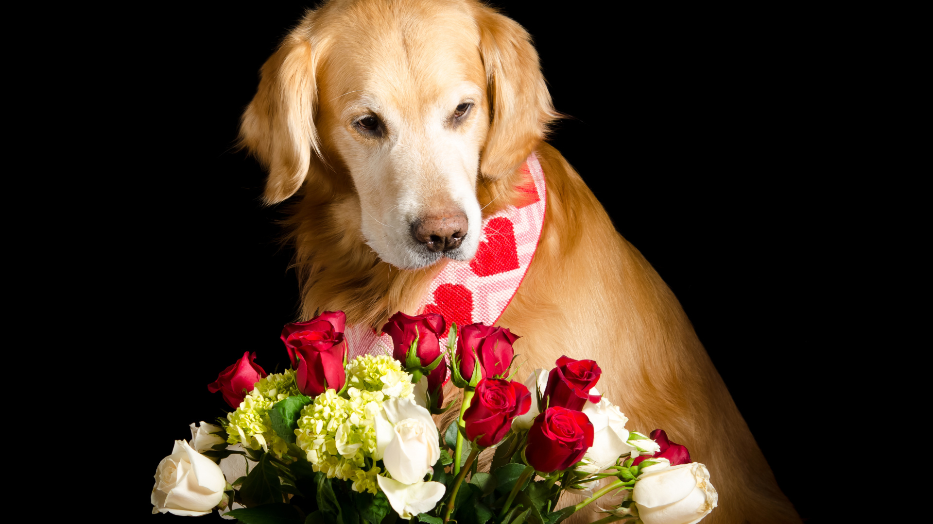 Золотистый ретривер с букетом роз на черном фоне
