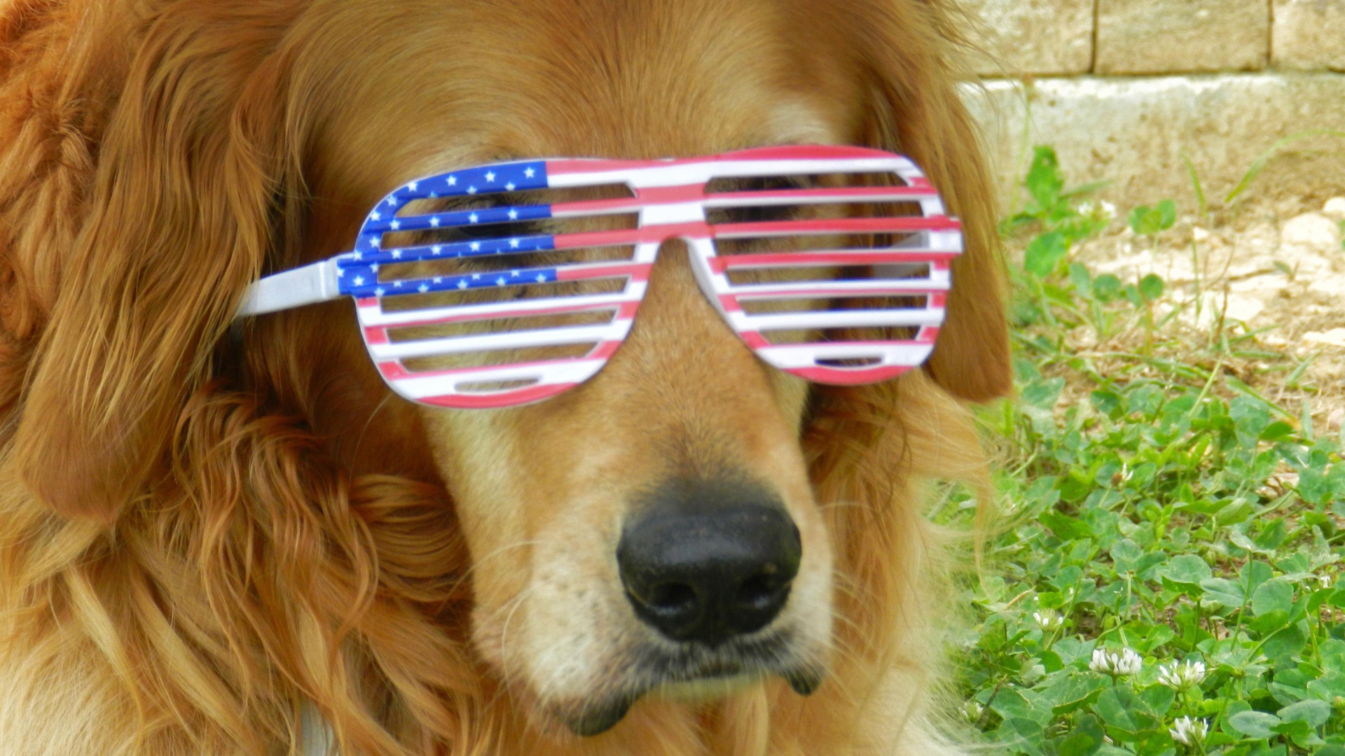 Золотистый ретривер в очках 