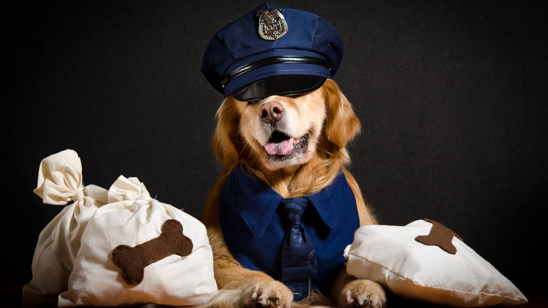 Золотистый ретривер в костюме полицейского 