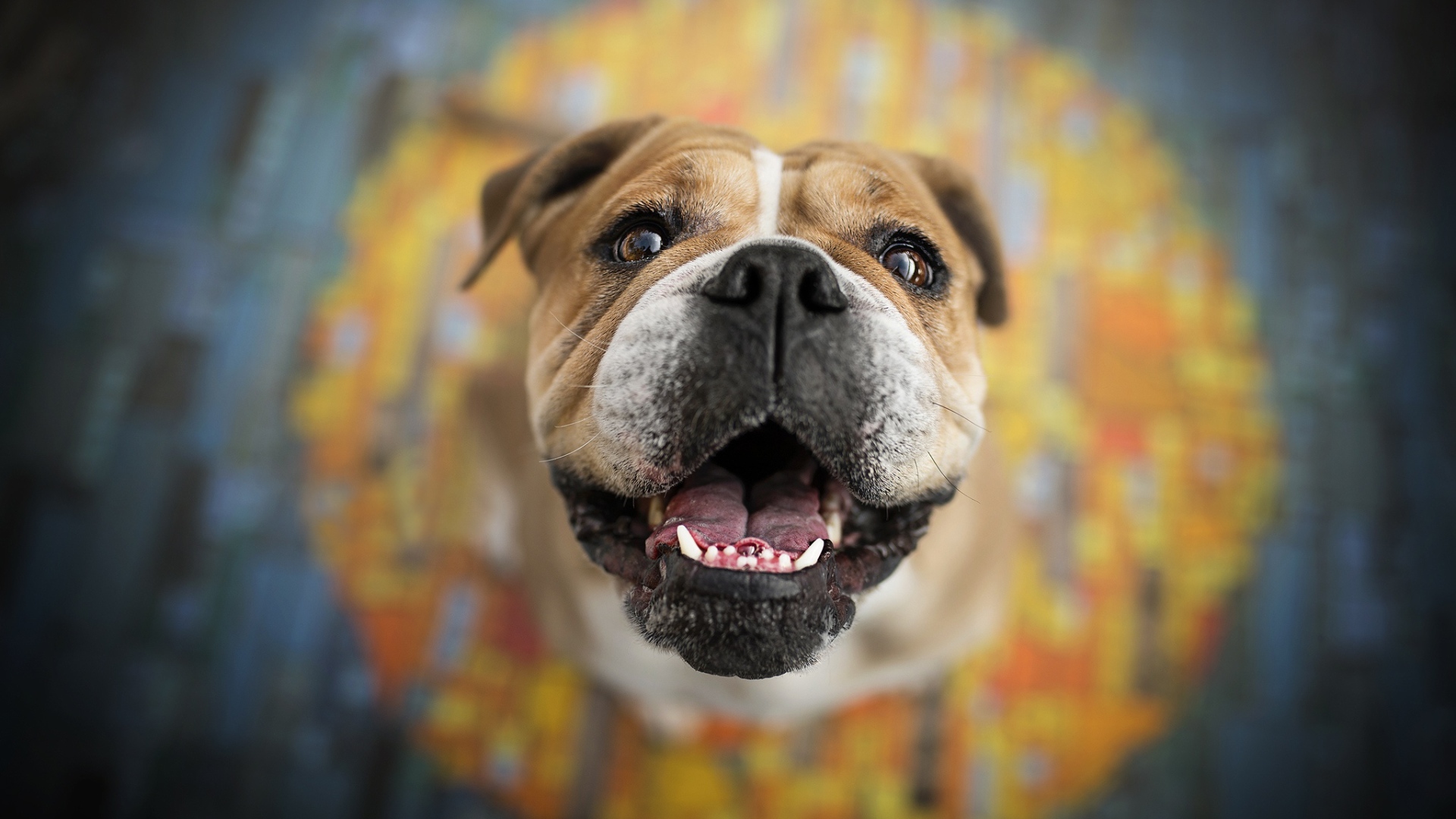 Довольная морда собаки породы боксер